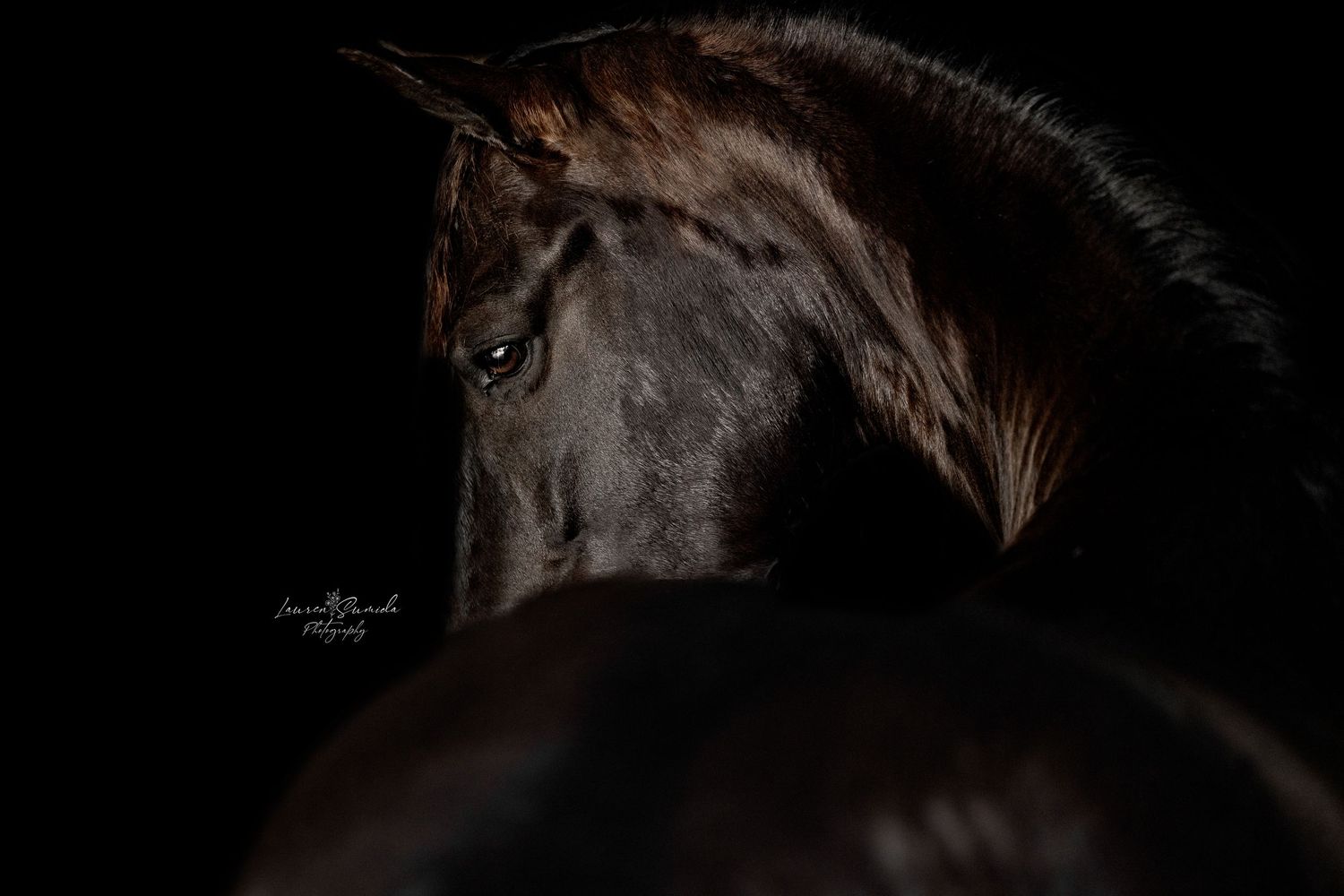 Dark horse profile with braided mane against black backdrop.