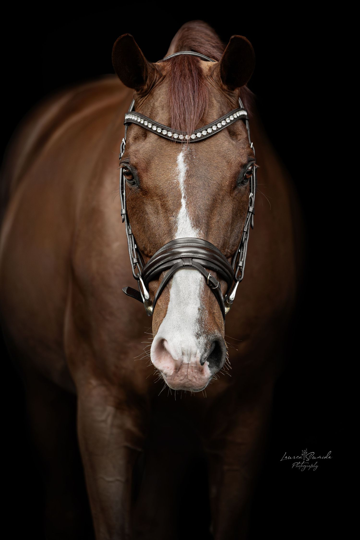 Bay horse with white blaze wearing an ornate studded bridle in dark studio setting.