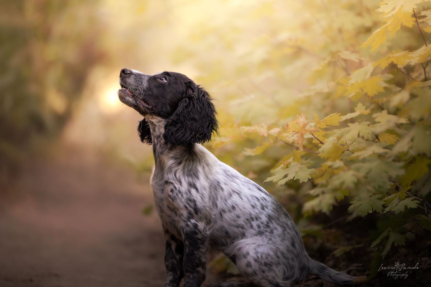 Portrait of a black and white spaniel dog with long ears in warm autumn lighting.