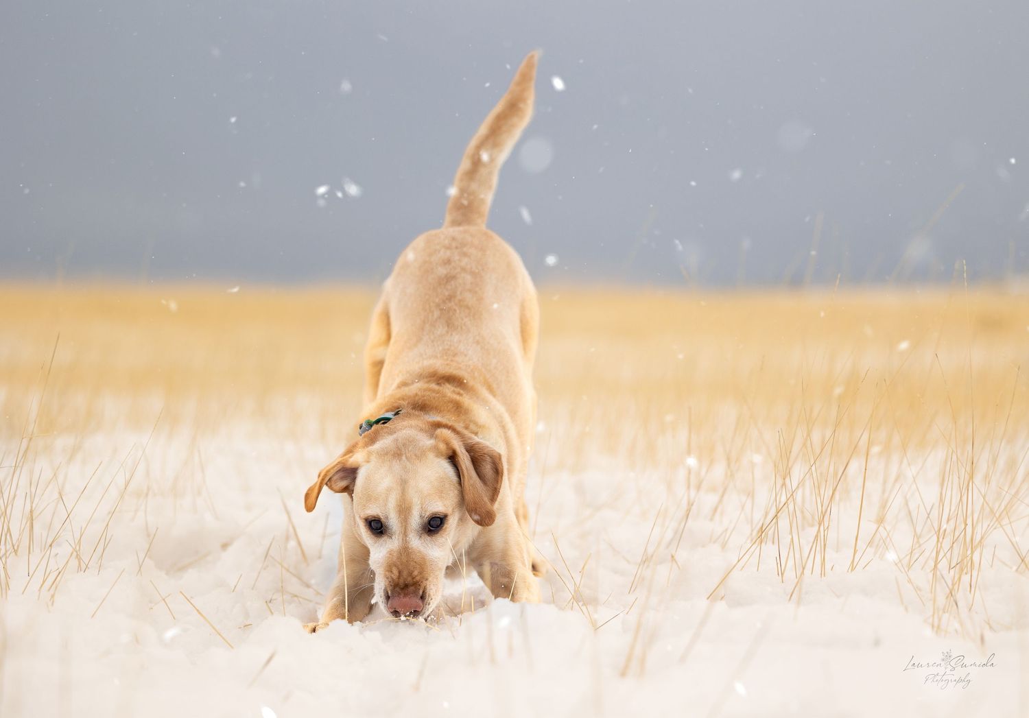 A tan dog runs playfully through tall winter grass in a series of action shots.