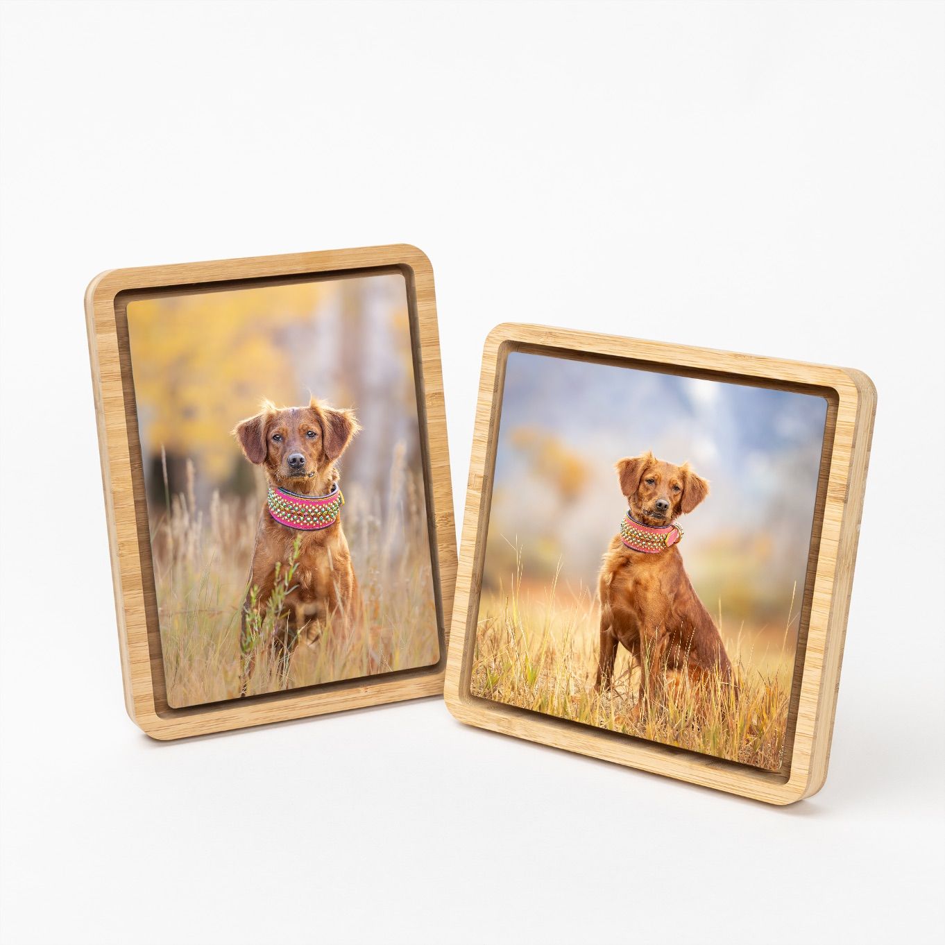 Wooden photo frames displaying artistic dog portraits in golden wheat fields with warm sunset lighting.