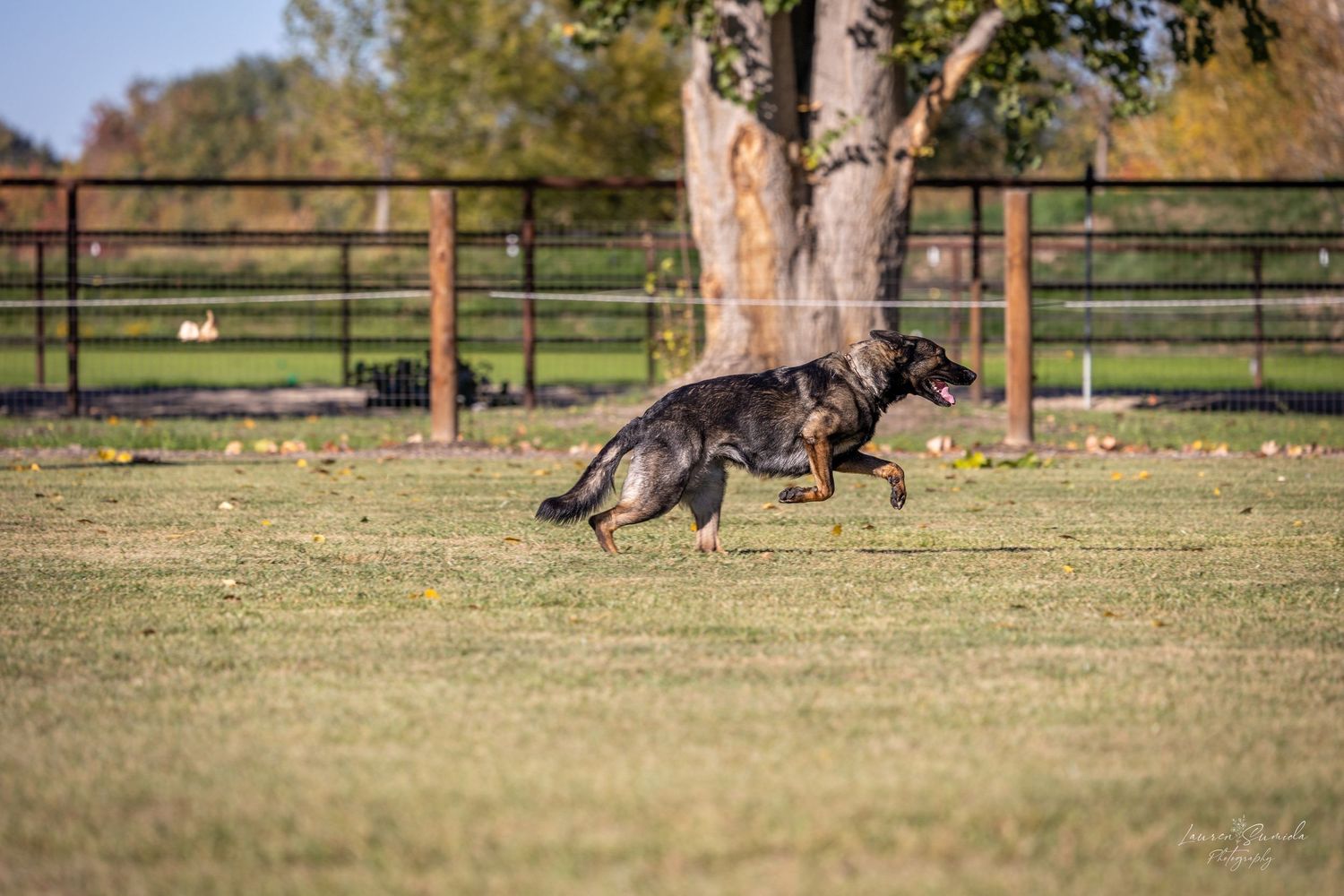 Training session shows dog performing down command on grass with wooden fence in background.