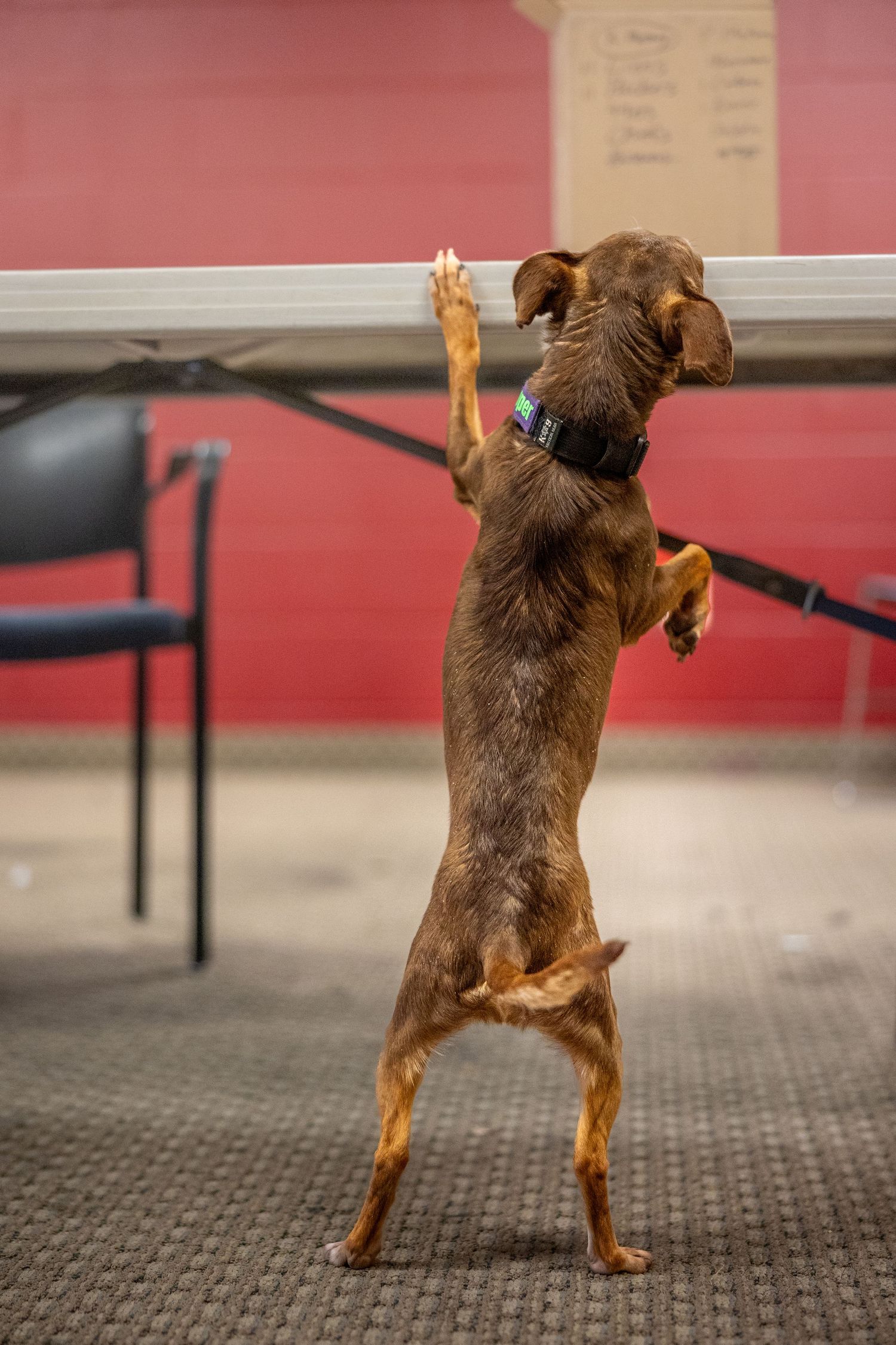 Brown dog jumping up on hind legs in a room with red walls.