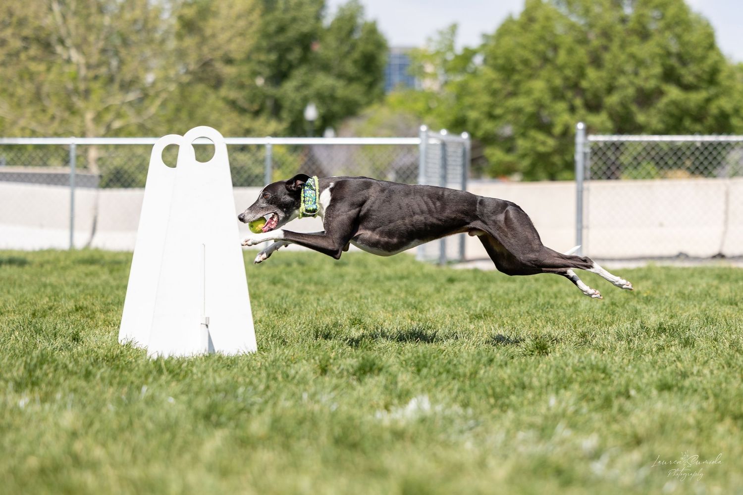 Multiple dogs competing on a sunny outdoor agility course with green grass.