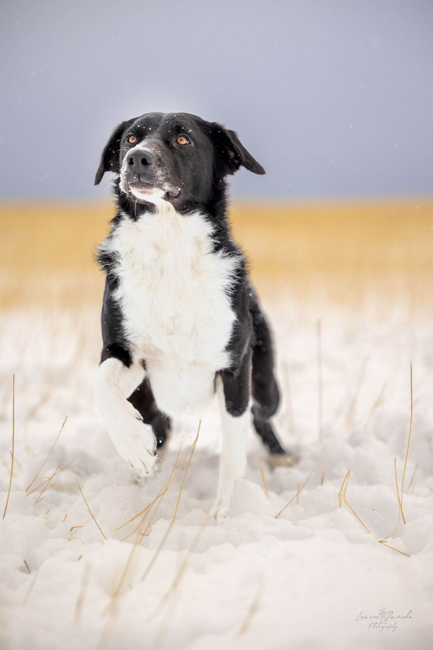 Border Collie peering through winter grass against a light gray background.