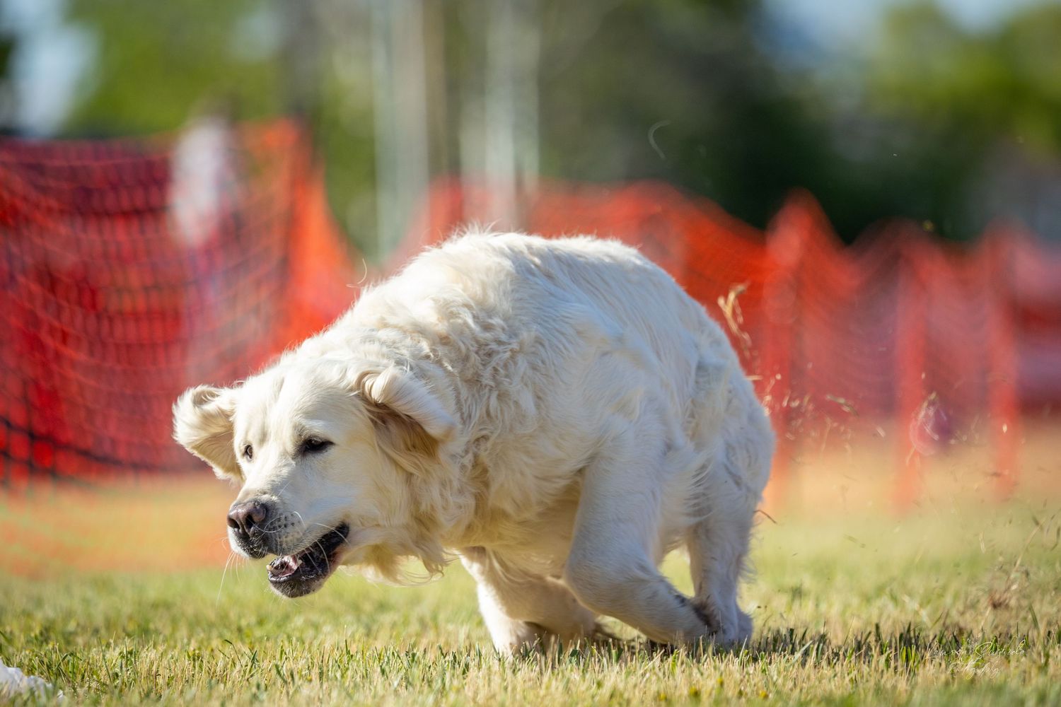 White dog running at full speed across grassy field with orange barrier fence.