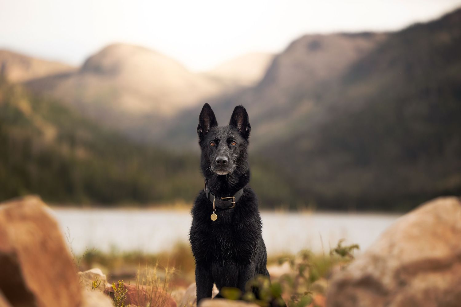 Black dogs posing near mountain lake during golden hour.