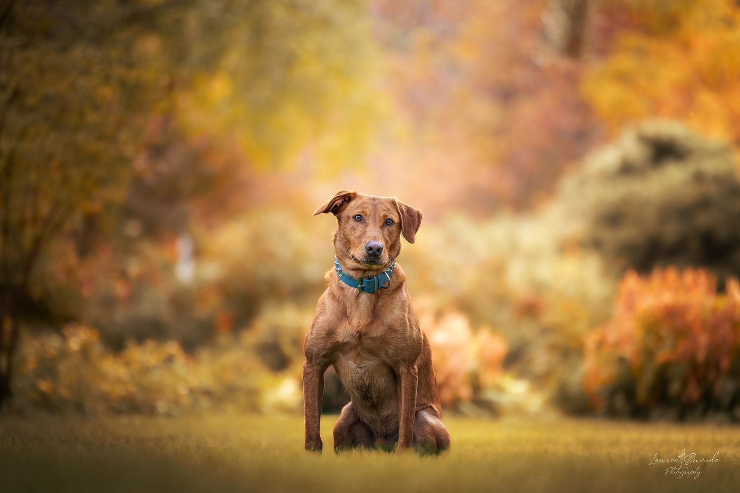 Brown dogs playing and running in autumn field with golden sunlight.