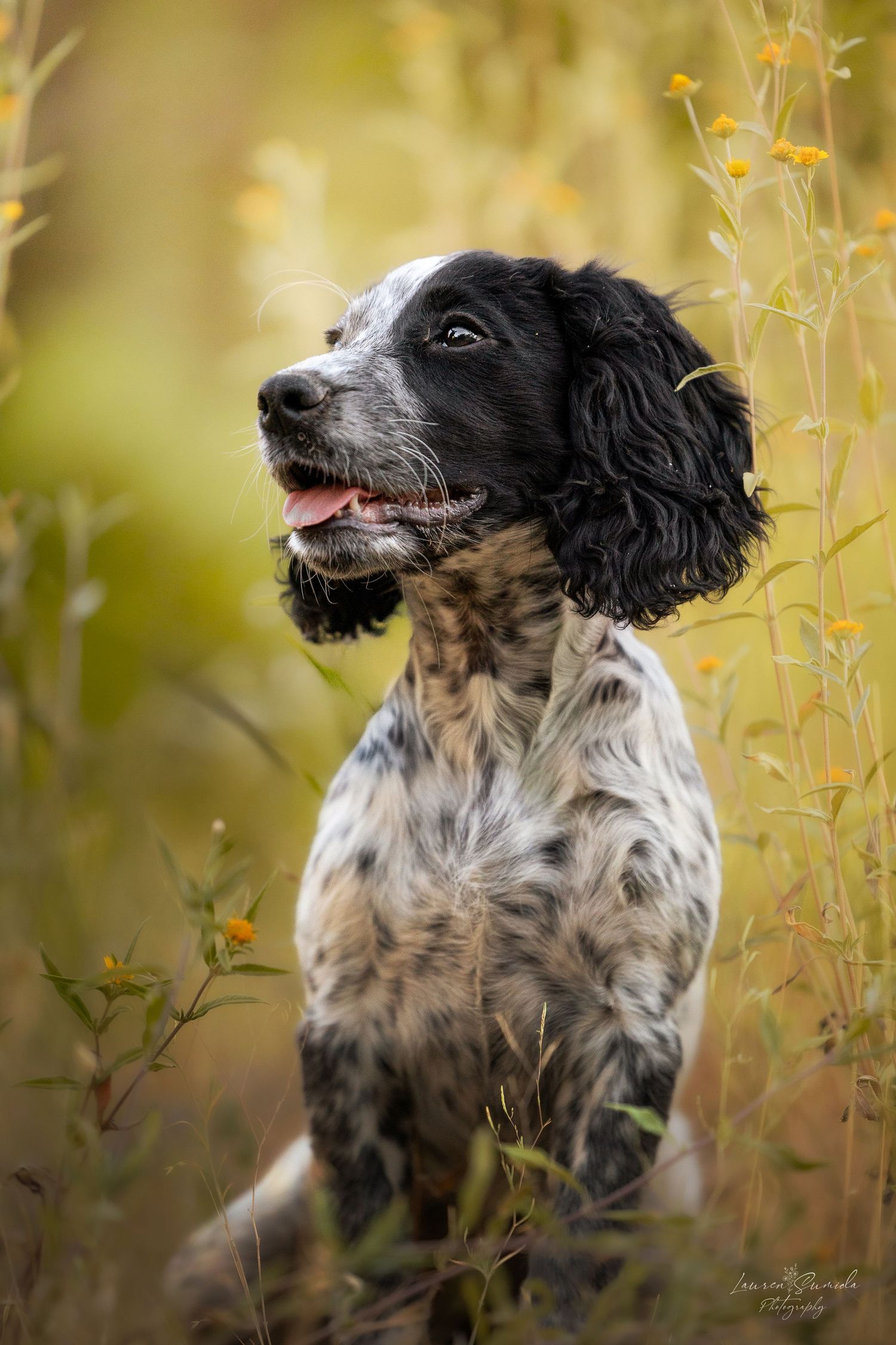 Black and white English Setter dog sitting among tall grass in warm sunlight.
