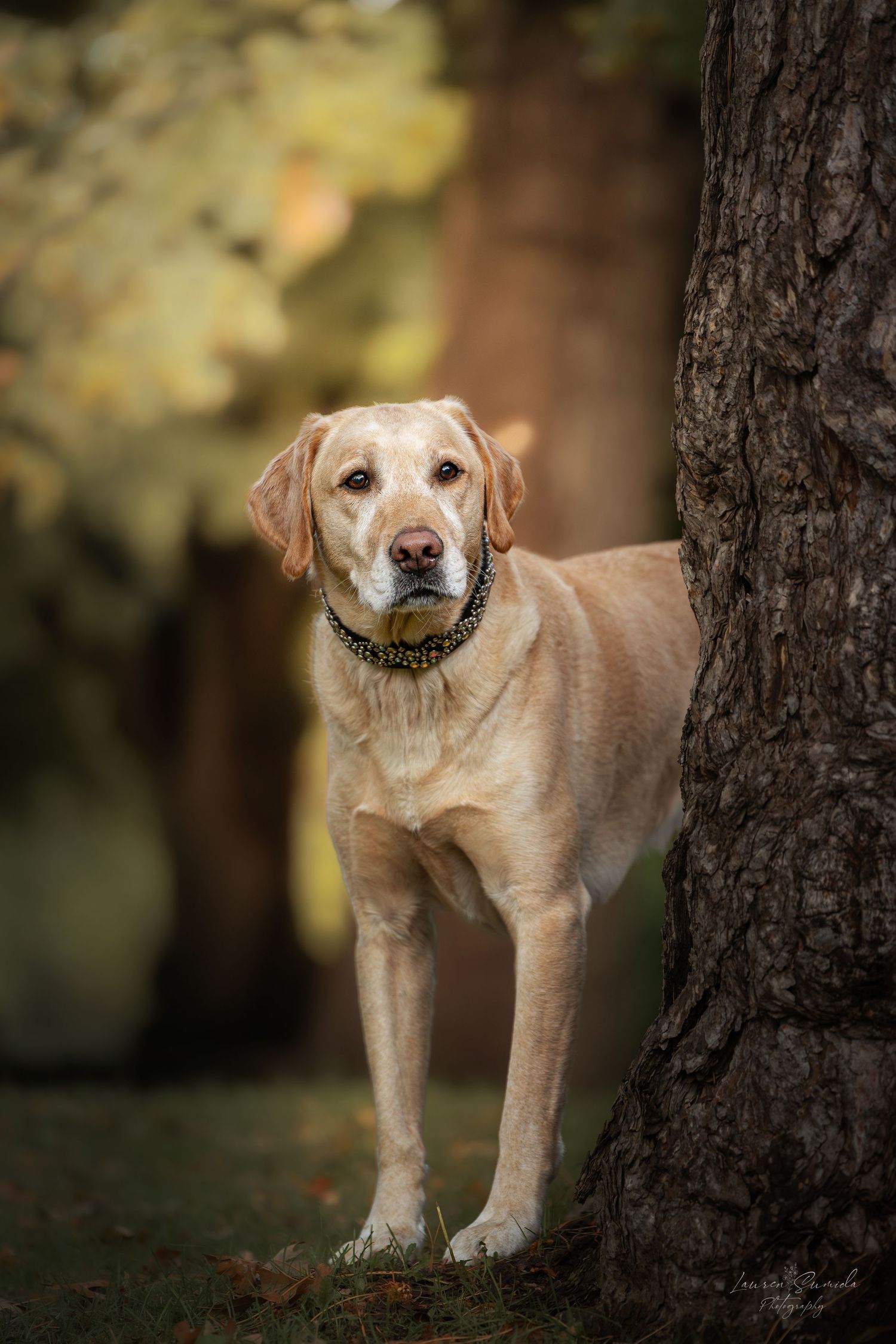 Yellow Labrador poses between trees in autumn forest setting.