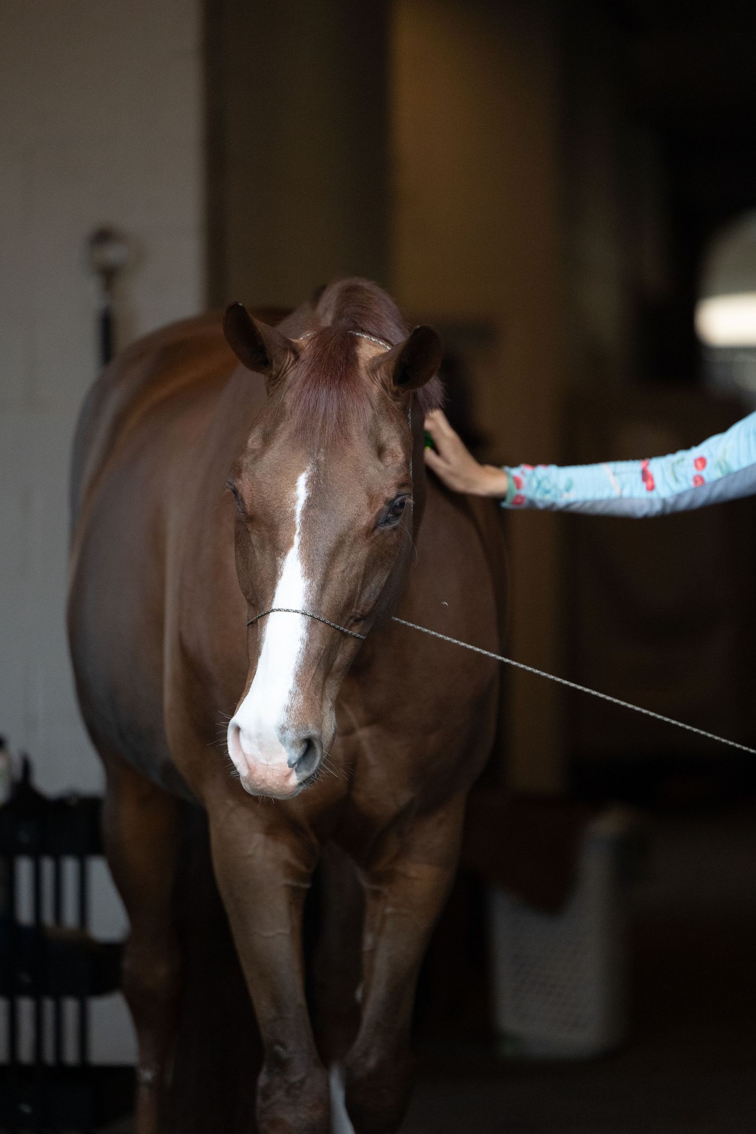 A gentle brown horse receiving a pat from someone wearing a floral sleeve in a stable setting.
