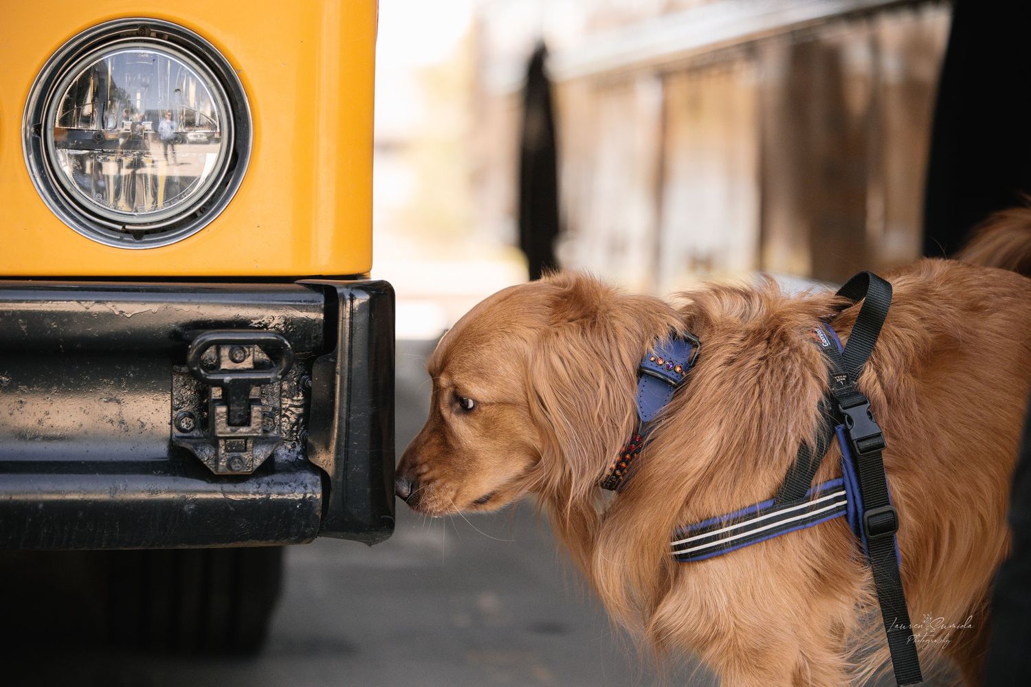 Golden retriever dog wearing a blue collar looks up attentively near a yellow truck.