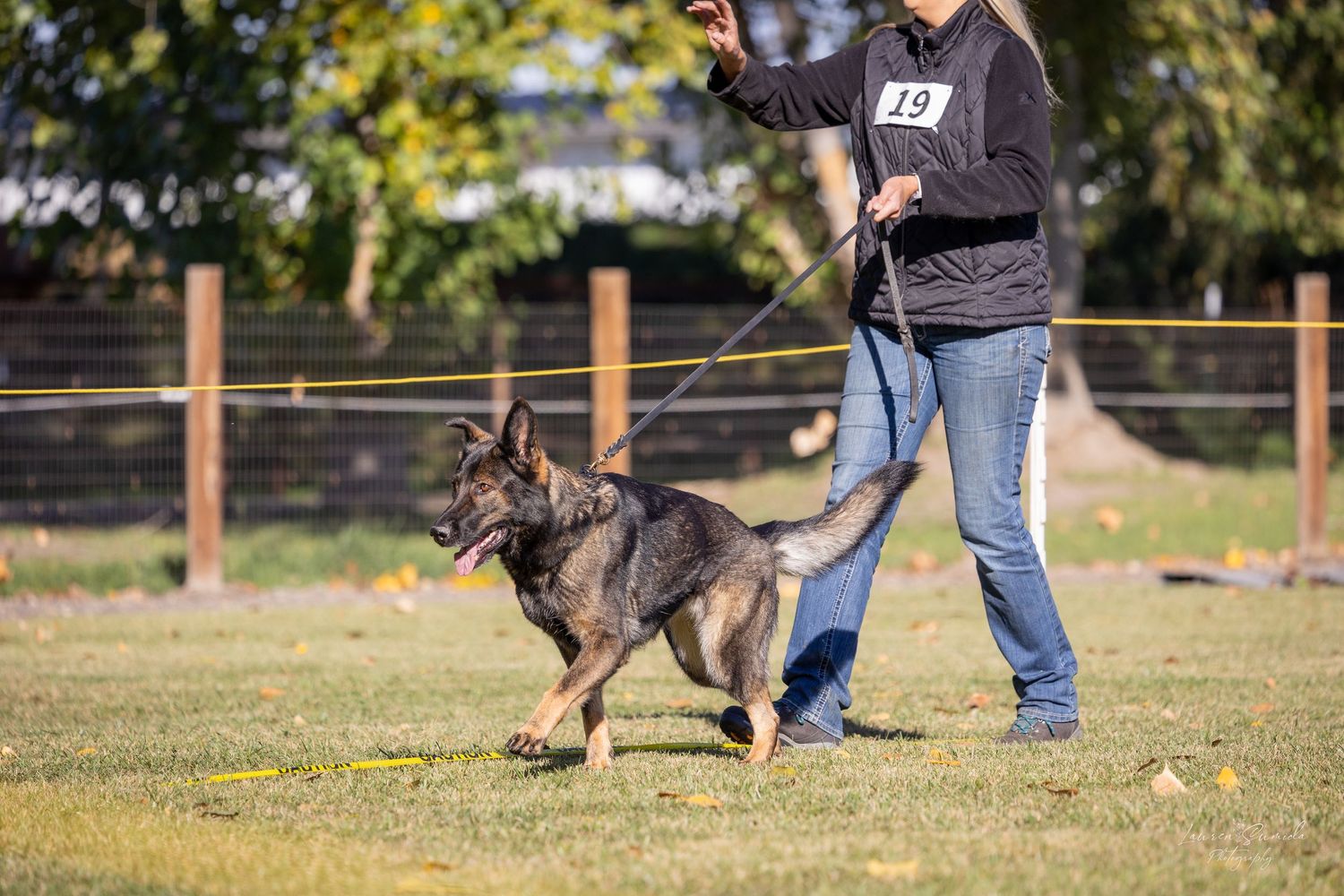 German Shepherd demonstrating precise control during protection training exercises.