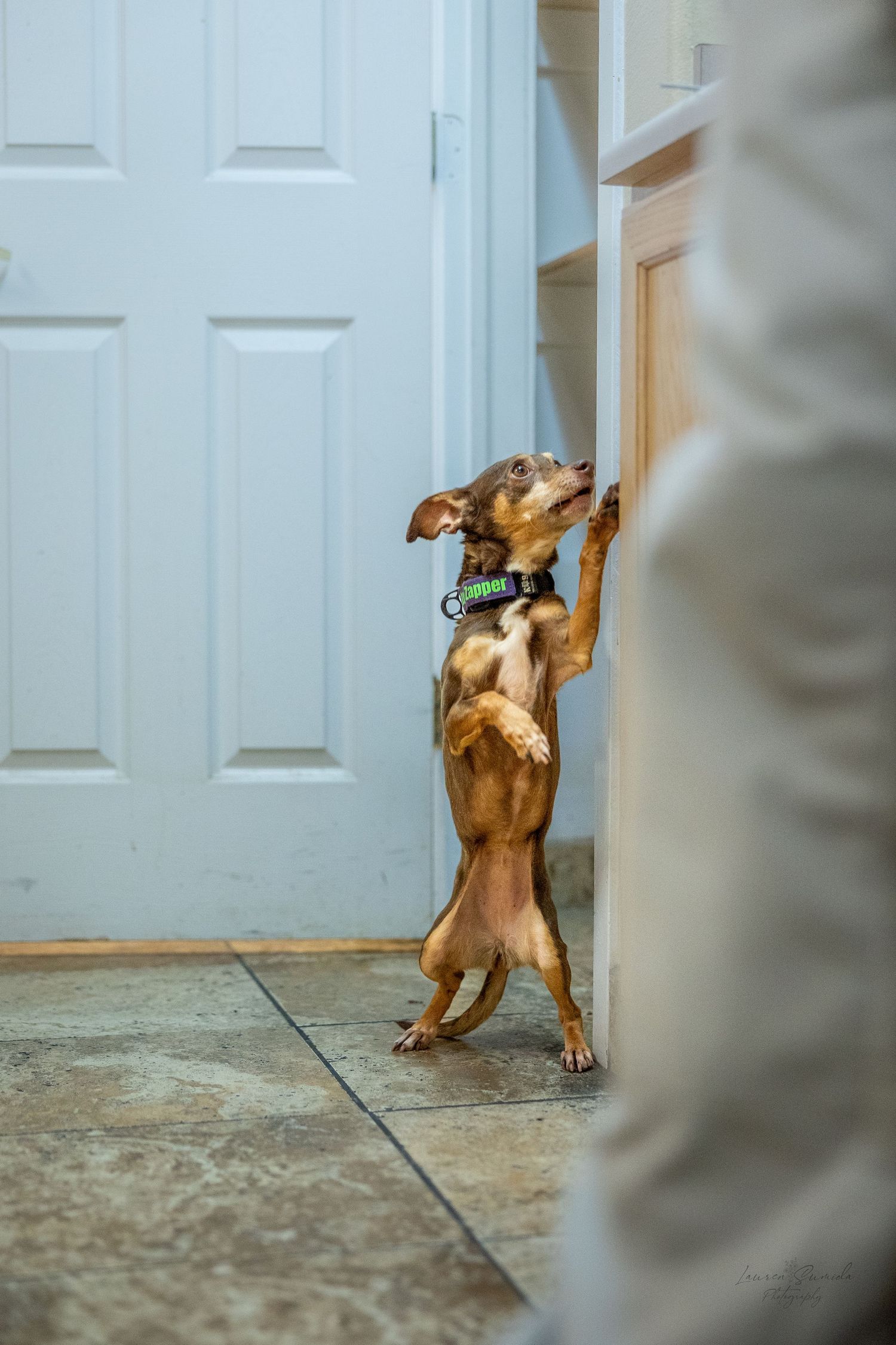 A dog jumps and reaches up against a white door during training exercises.