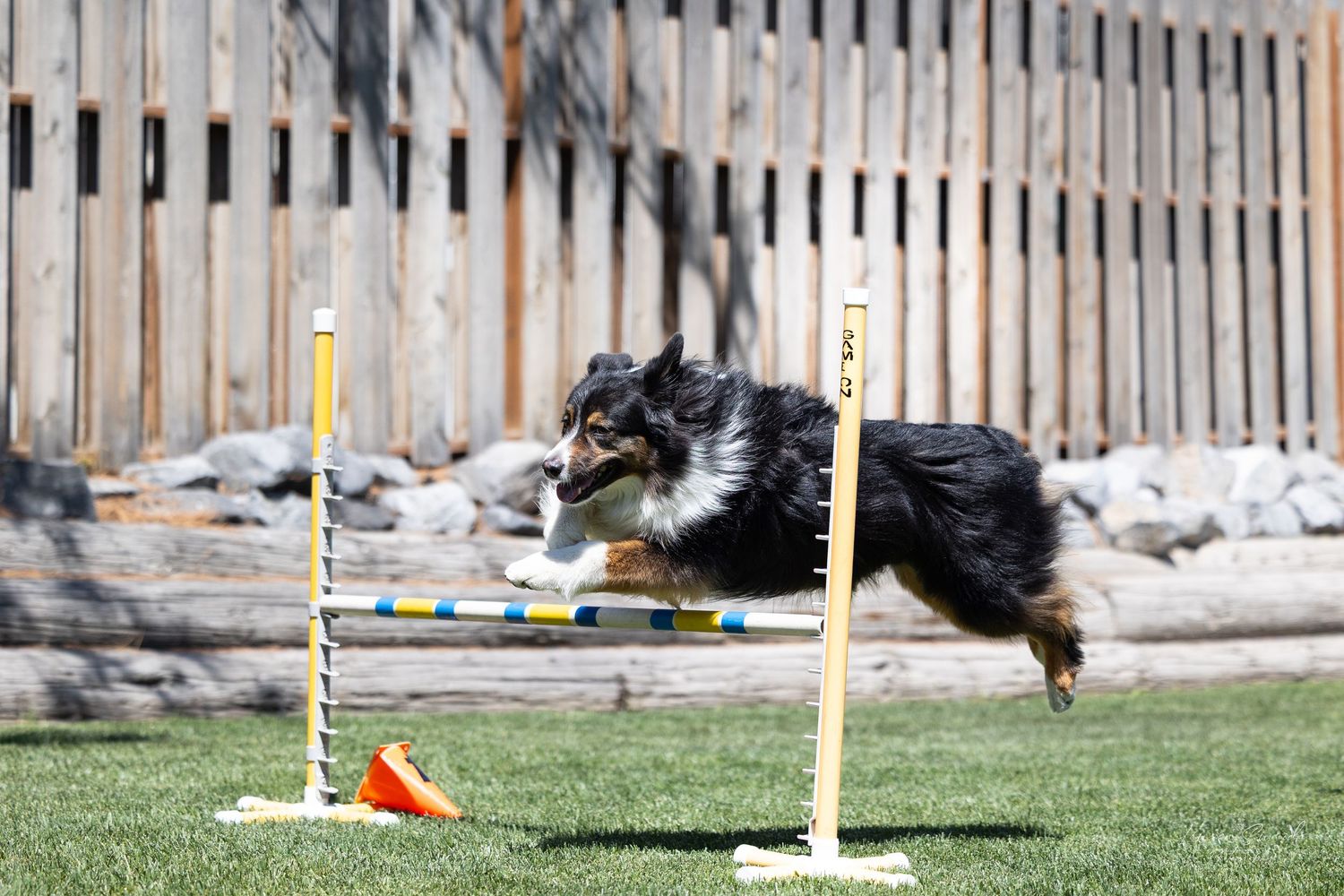 Dogs competing on an agility course with wooden fence barriers and poles.