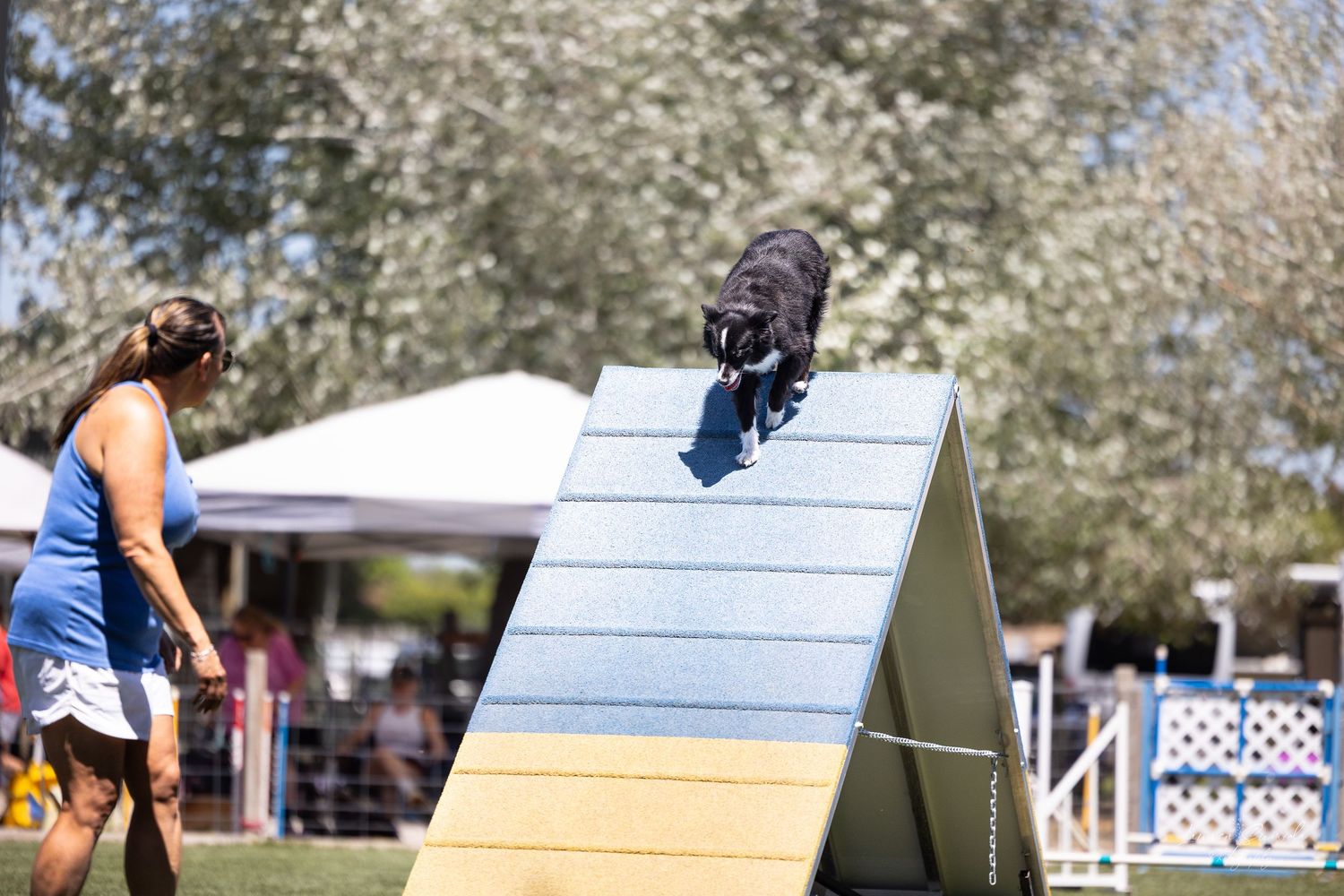 Dog performing on an elevated A-frame ramp during agility competition.