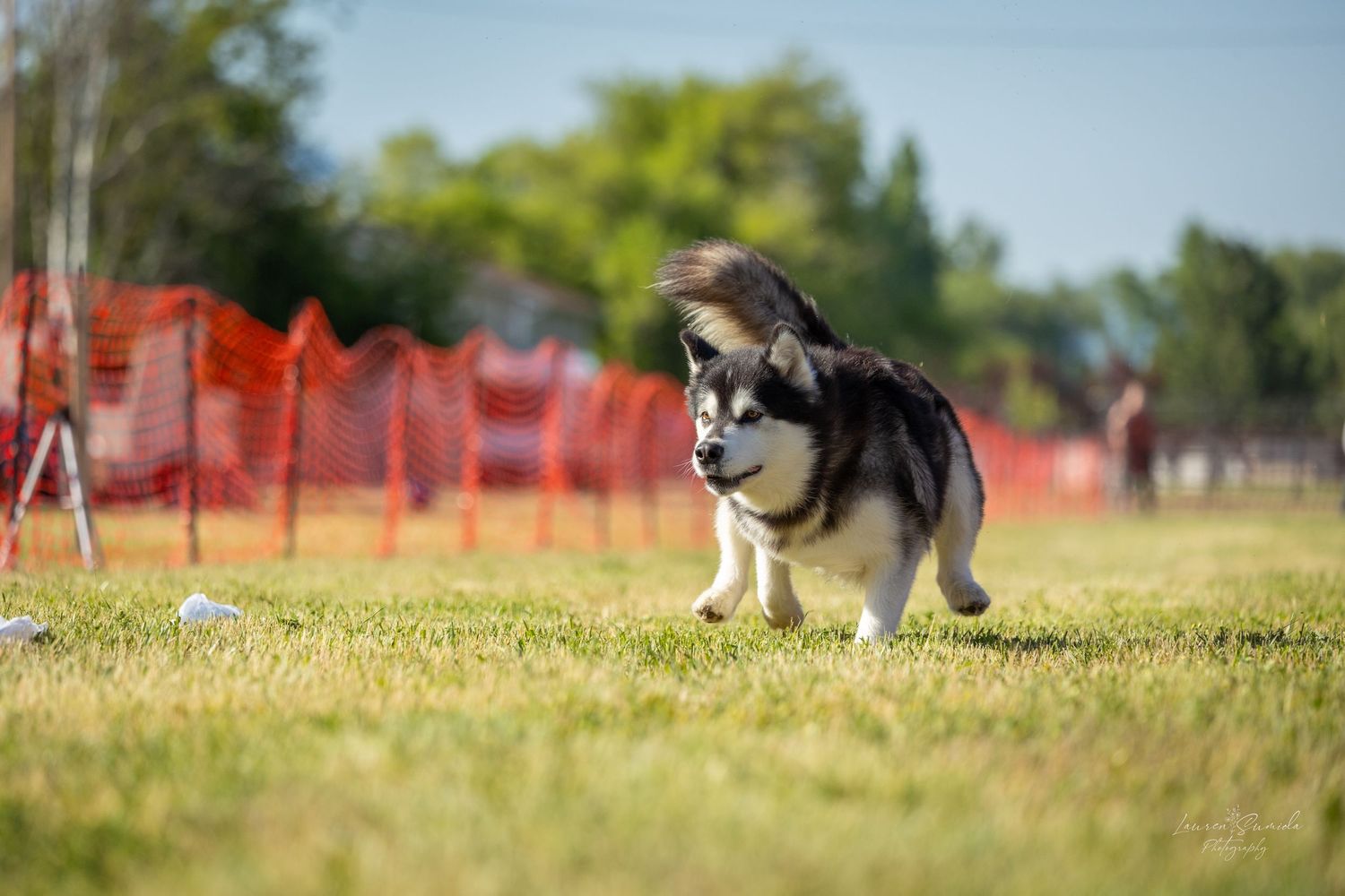 Husky running energetically on grass with orange mesh barrier behind.