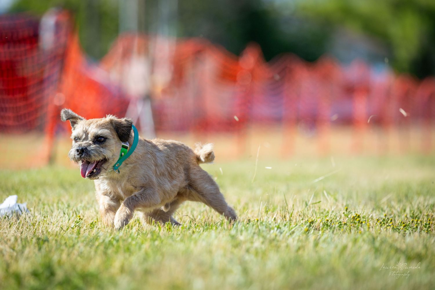 Dog racing across green grass field with orange safety barriers visible in the background.