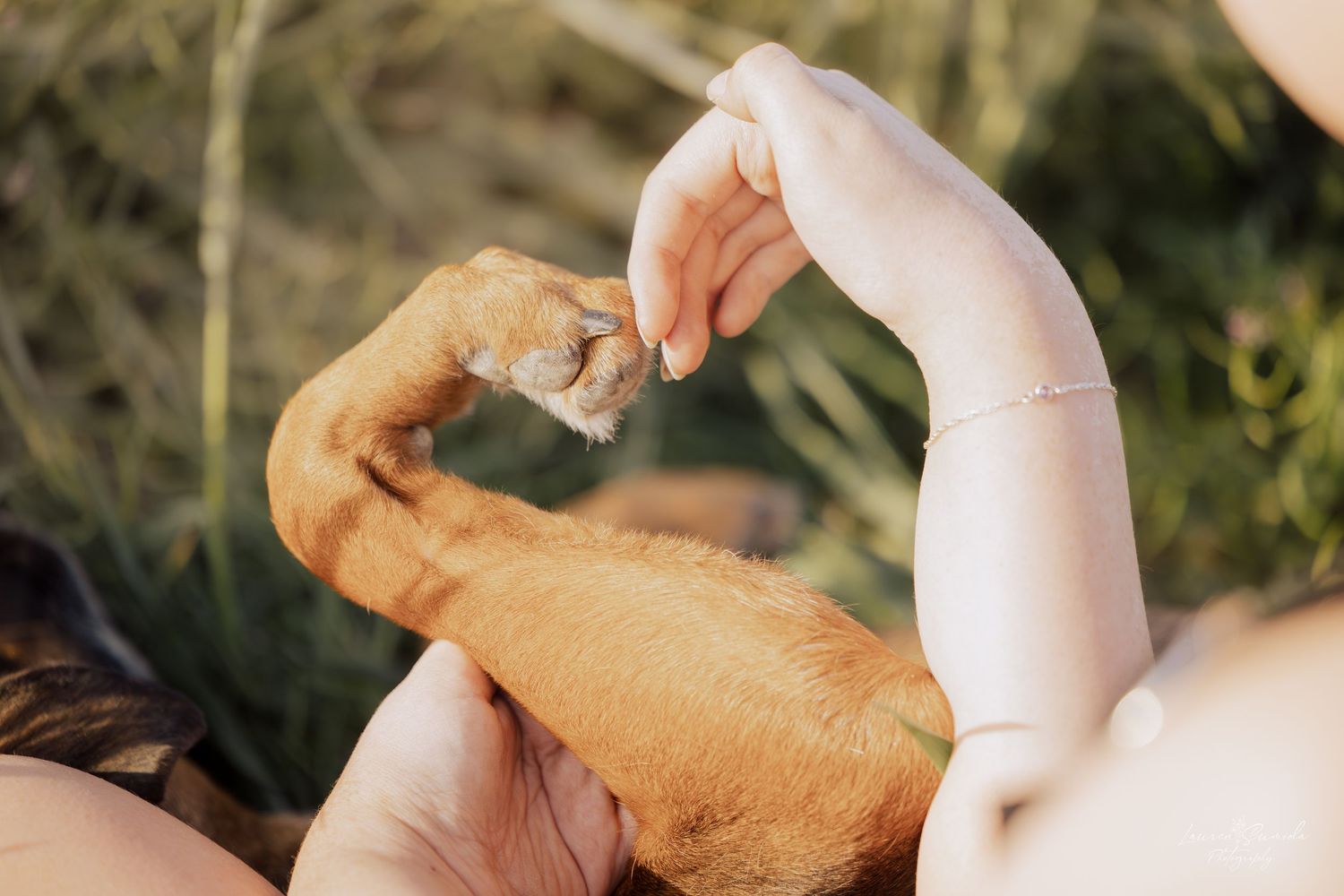 A golden retriever eagerly takes a treat from an outstretched hand in a sequence of photos.