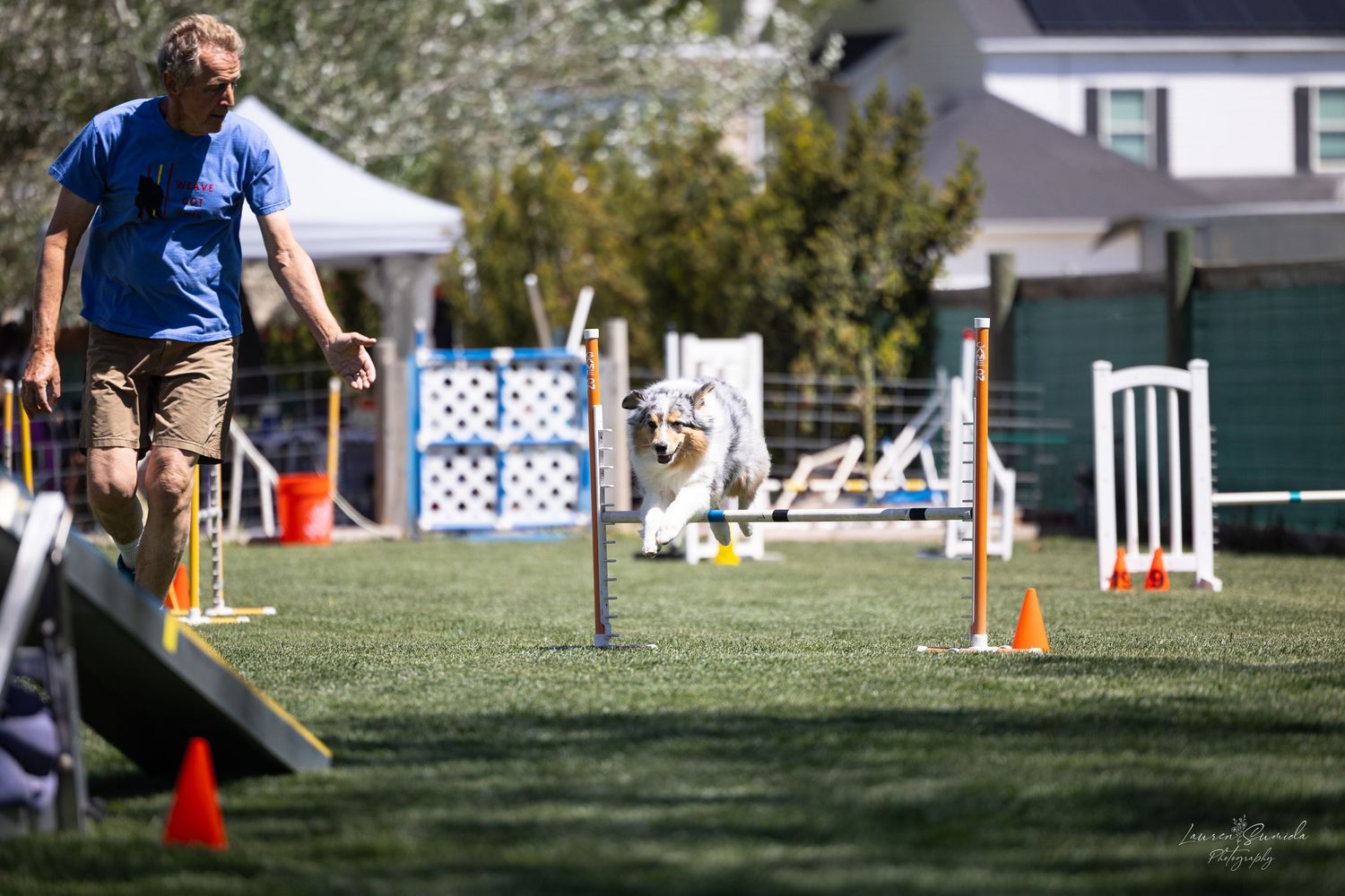 Dog agility course setup with white poles and orange cones on a grassy field.