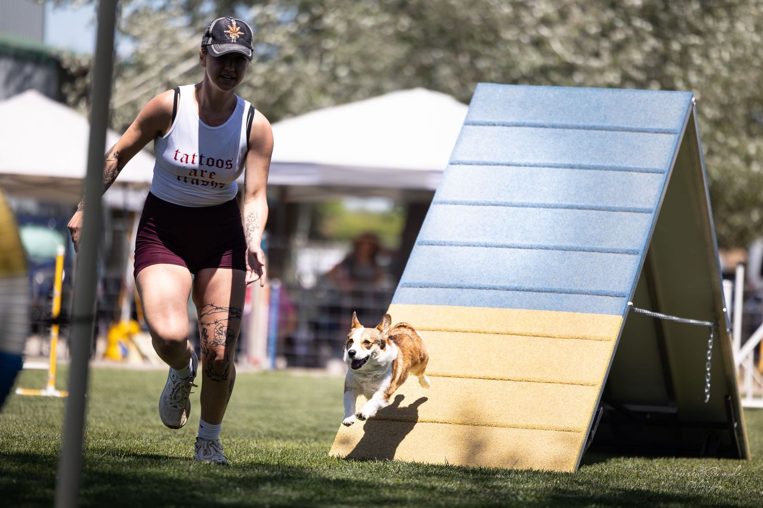 Border collie ascending a blue and yellow A-frame obstacle during agility training.