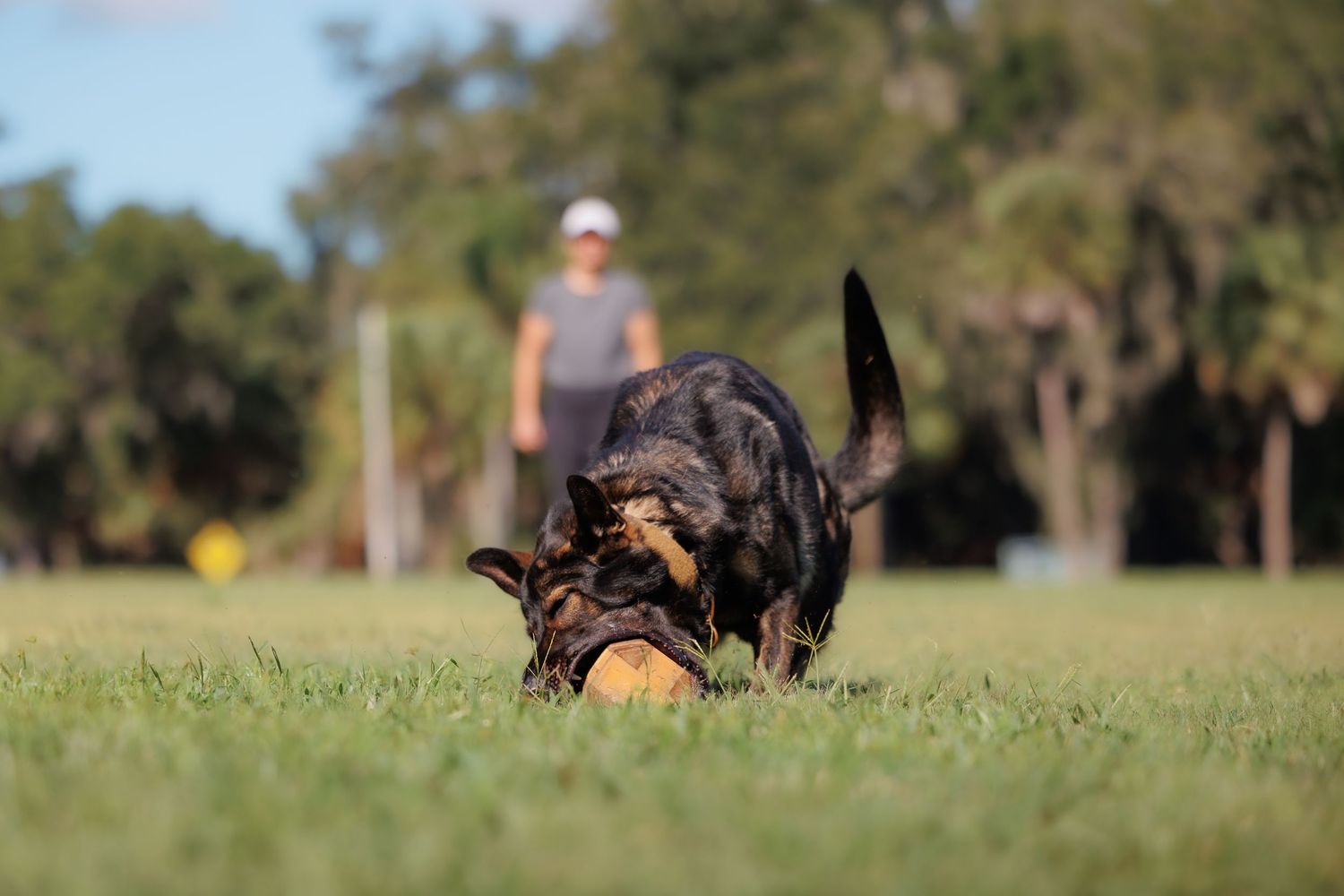 Dogs participate in an outdoor agility competition on a grassy field.