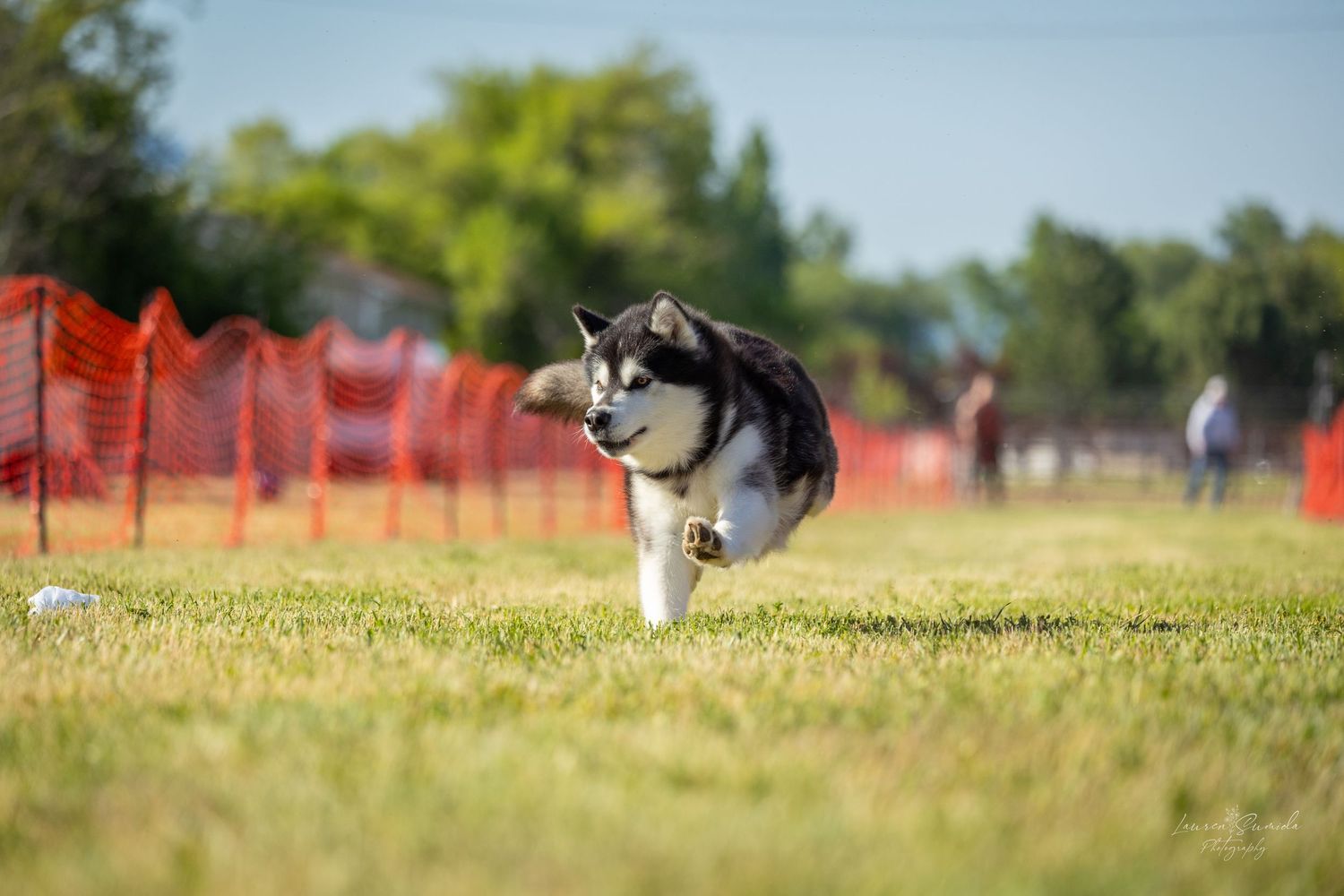 Husky dog leaping across grass field with orange safety fence in background.