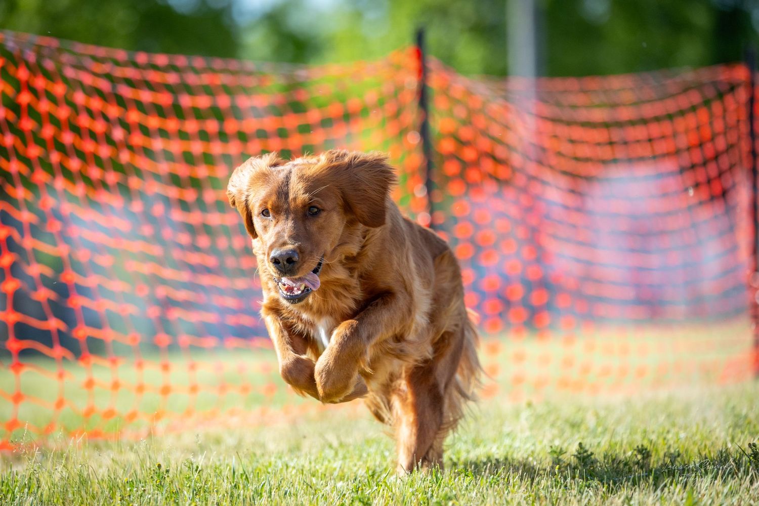 Golden retriever dog running at high speed through an agility course with orange safety netting in background.