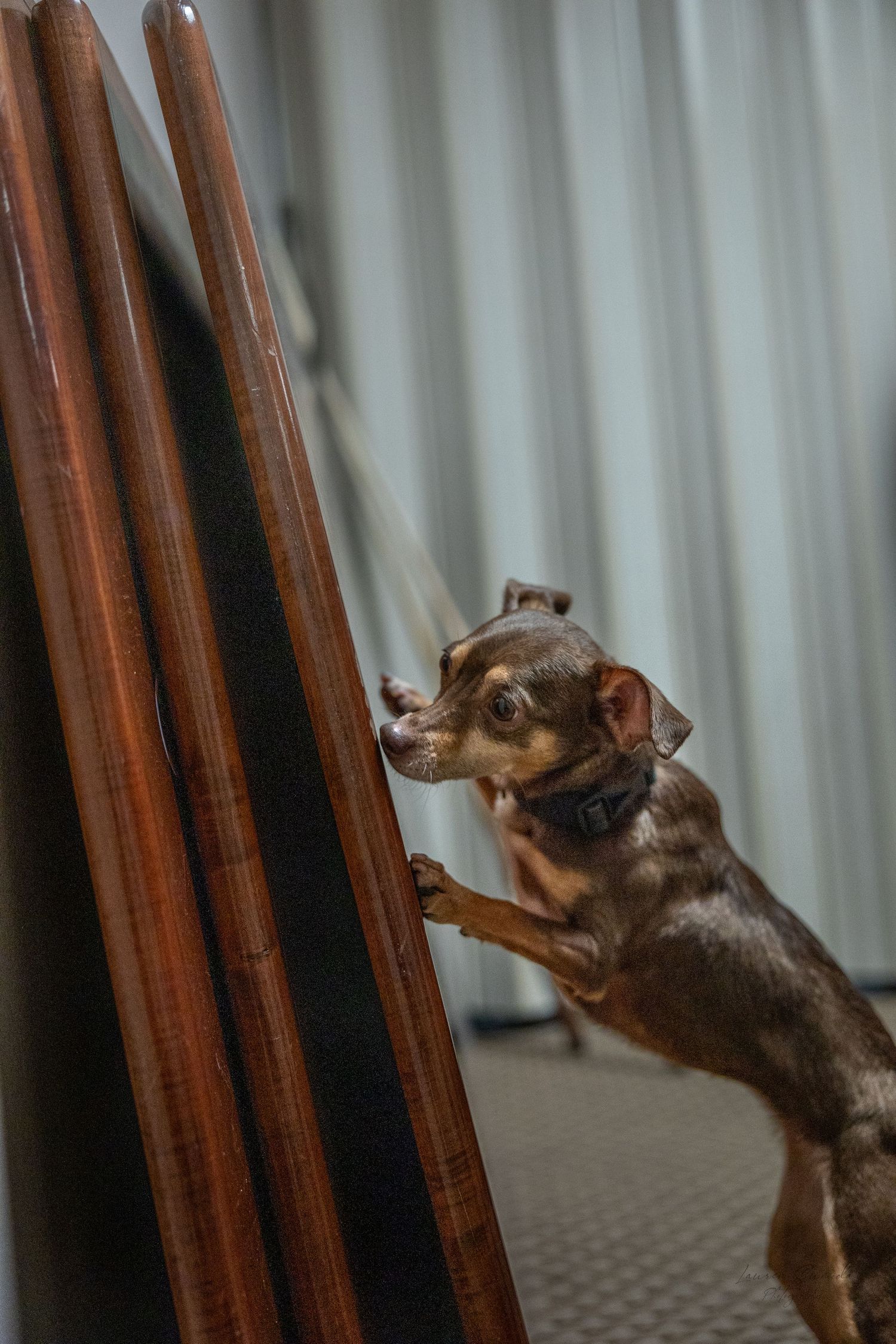 A small dog jumps up against wooden panels during training.