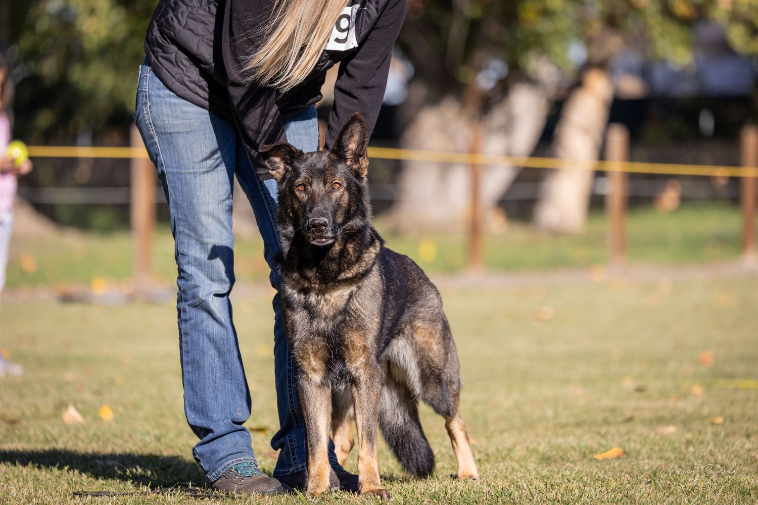 German Shepherd practicing advanced obedience and protection work with trainers.