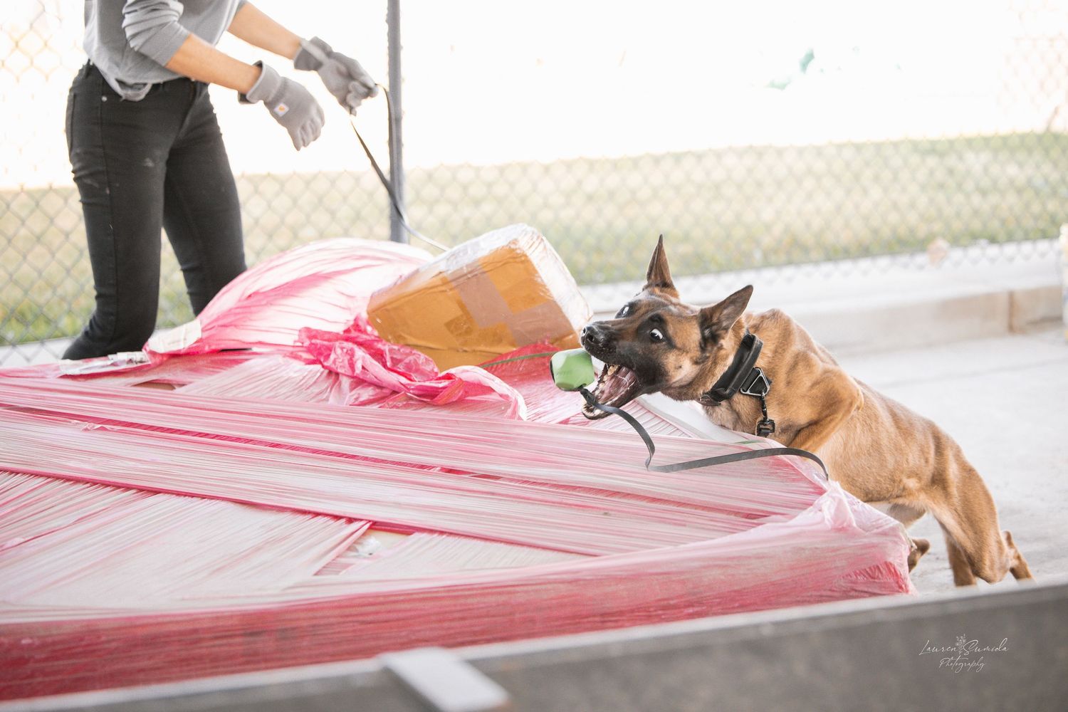 Police dog training exercise with red barriers in outdoor facility.