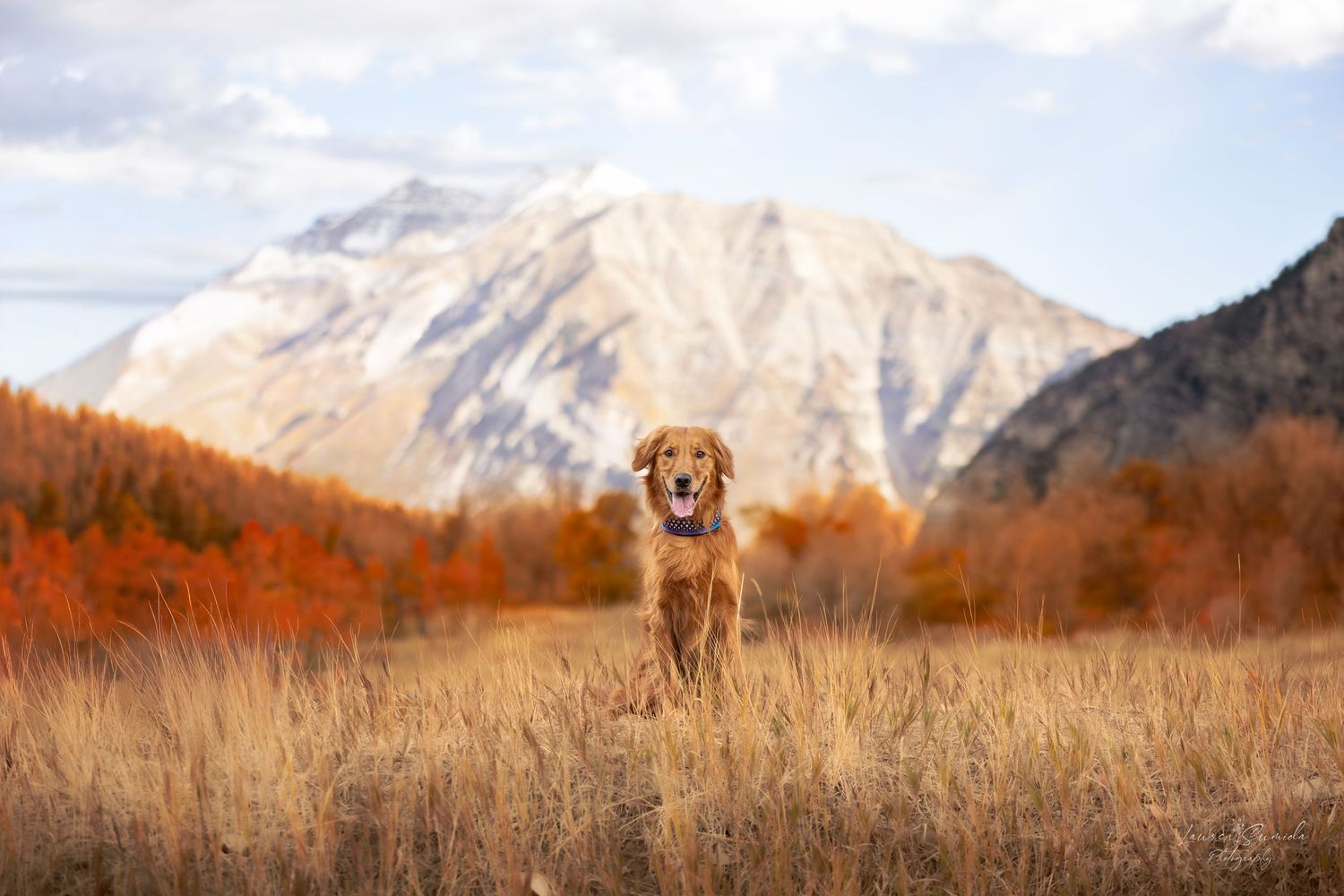 Golden retriever in field with snow-capped mountains and fall foliage in background.