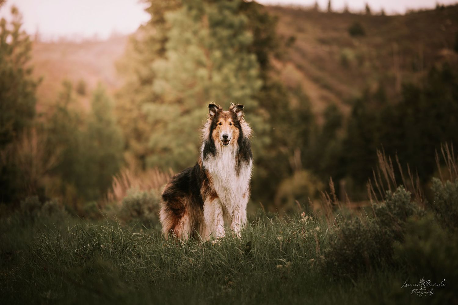 Sable and white Rough Collie stands proudly in mountain meadow at sunset.