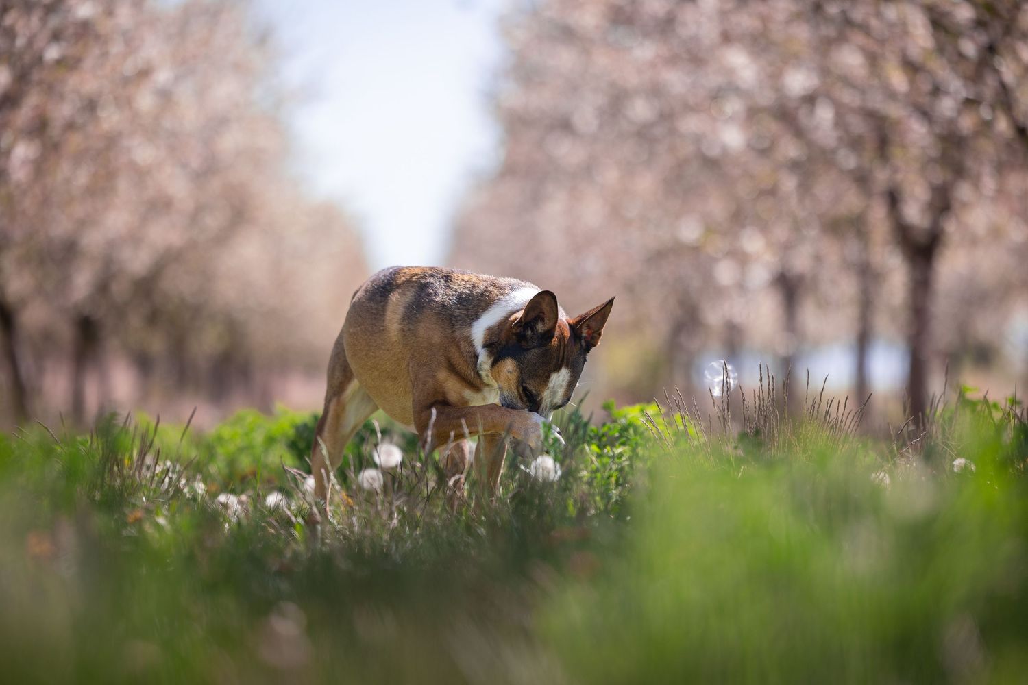 Dogs playing and running through green grass beneath flowering cherry trees.