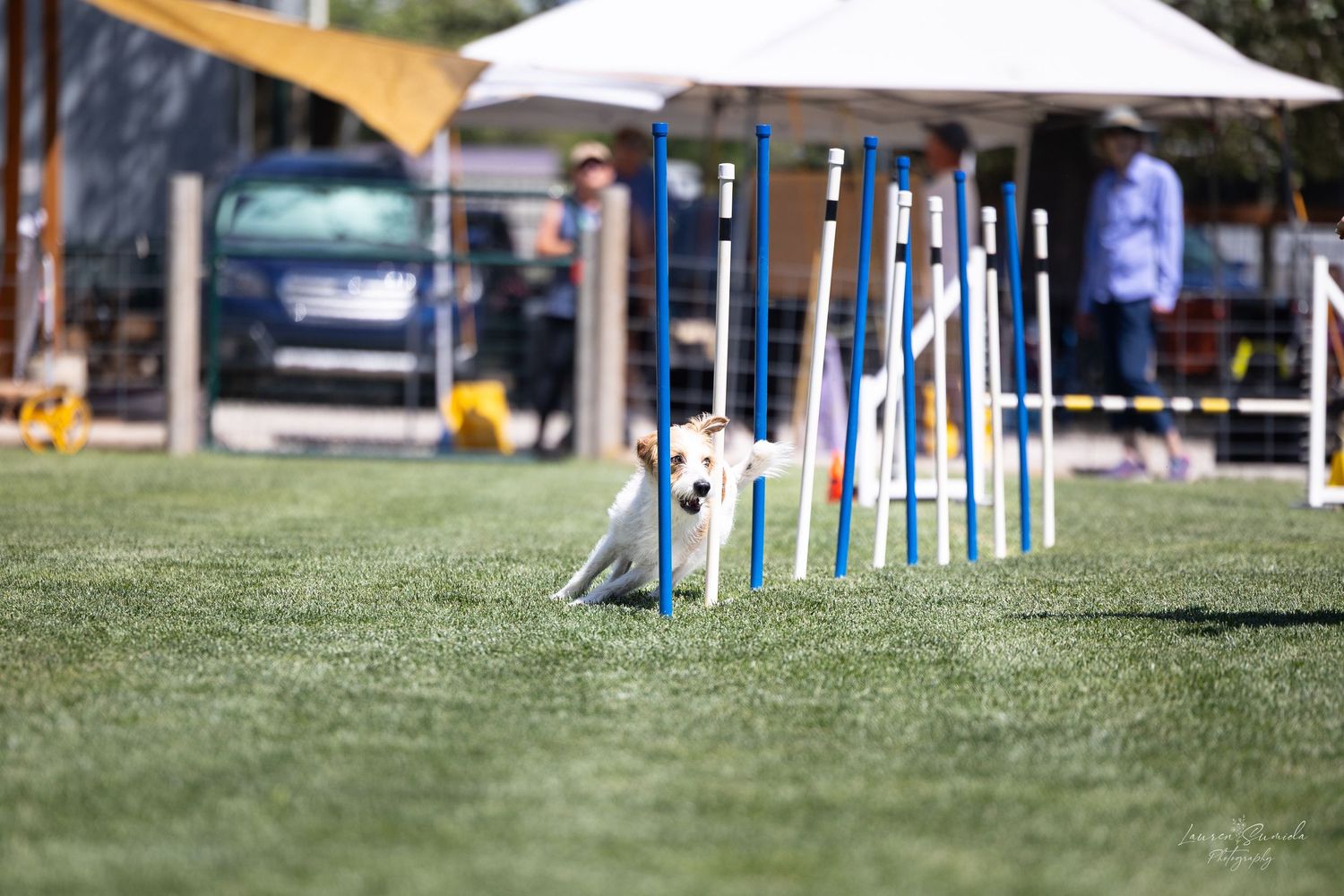 Dog navigating through blue weave poles on grass agility course.