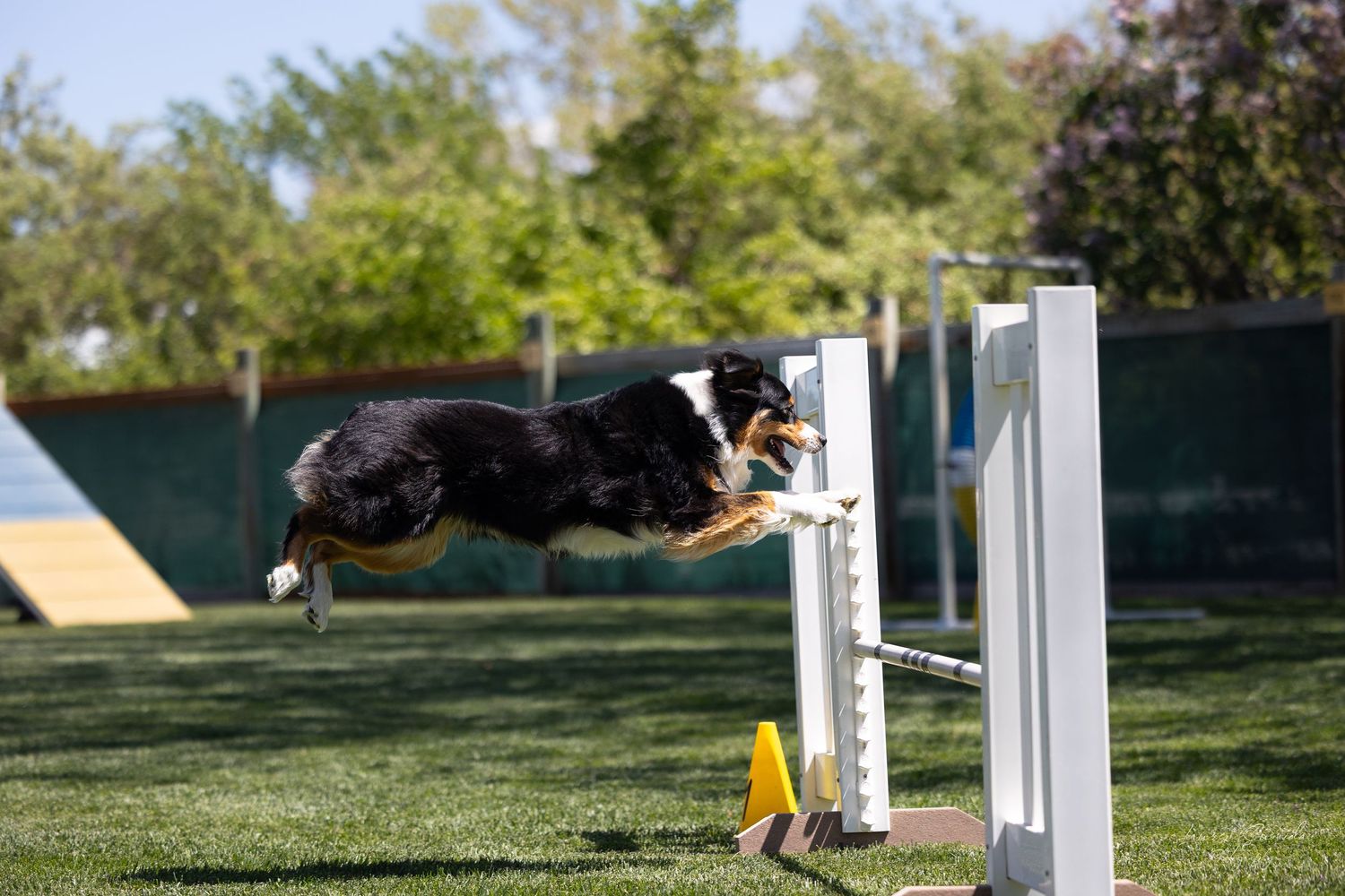 Black and white border collie gracefully leaping over an agility course jump pole in a grassy field.