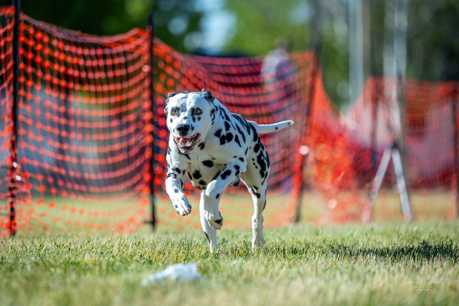Dalmatian sprinting parallel to orange mesh fencing during an agility competition.