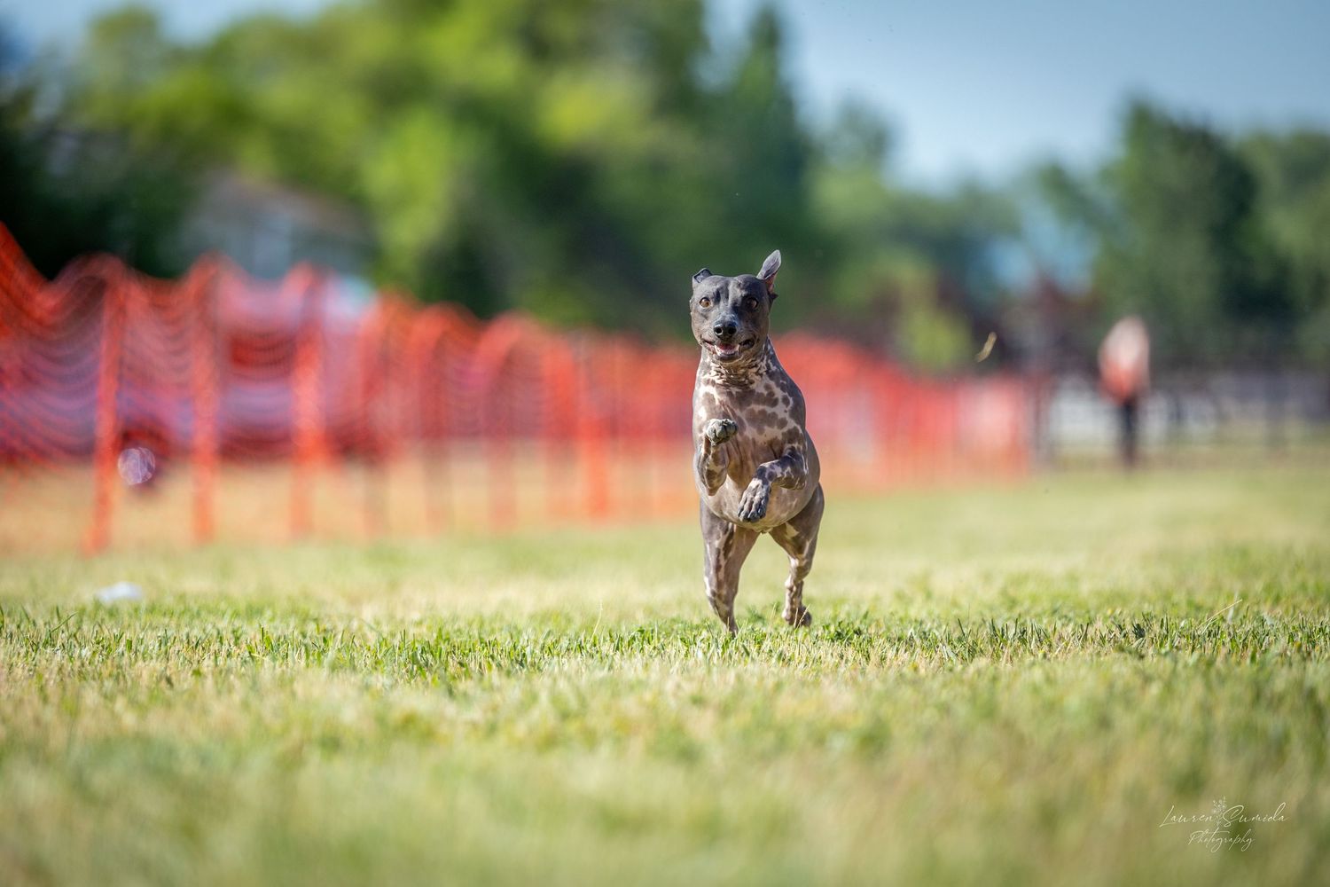 Athletic dog sprinting through an outdoor agility course with orange safety barriers.