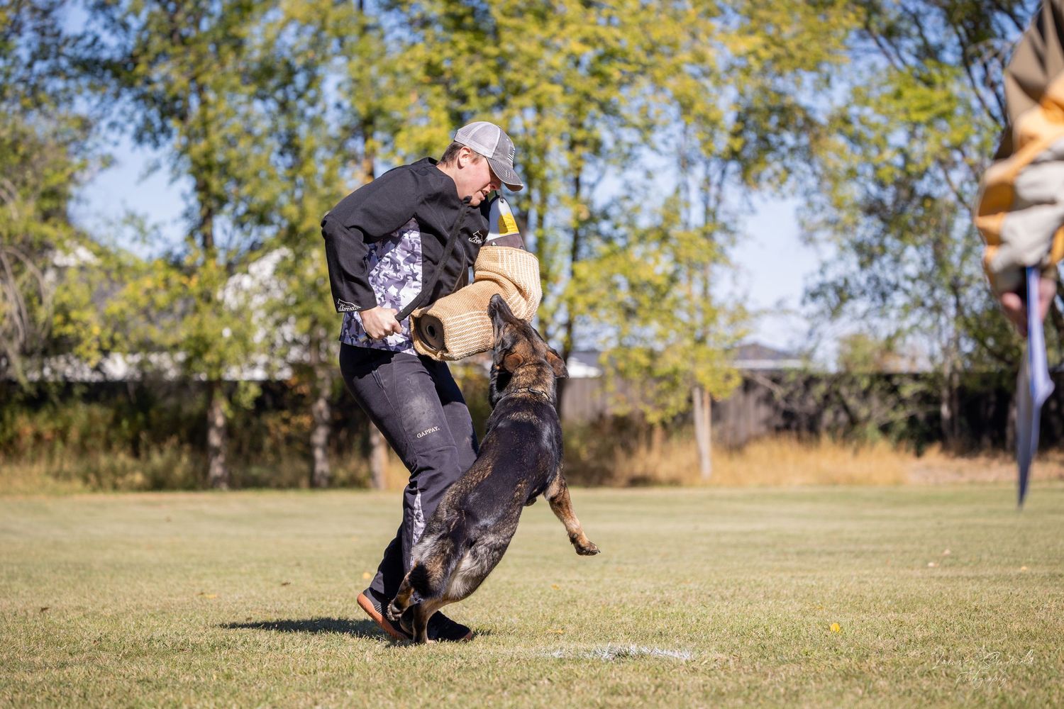 German Shepherd participates in advanced bite work training on a sunny day.