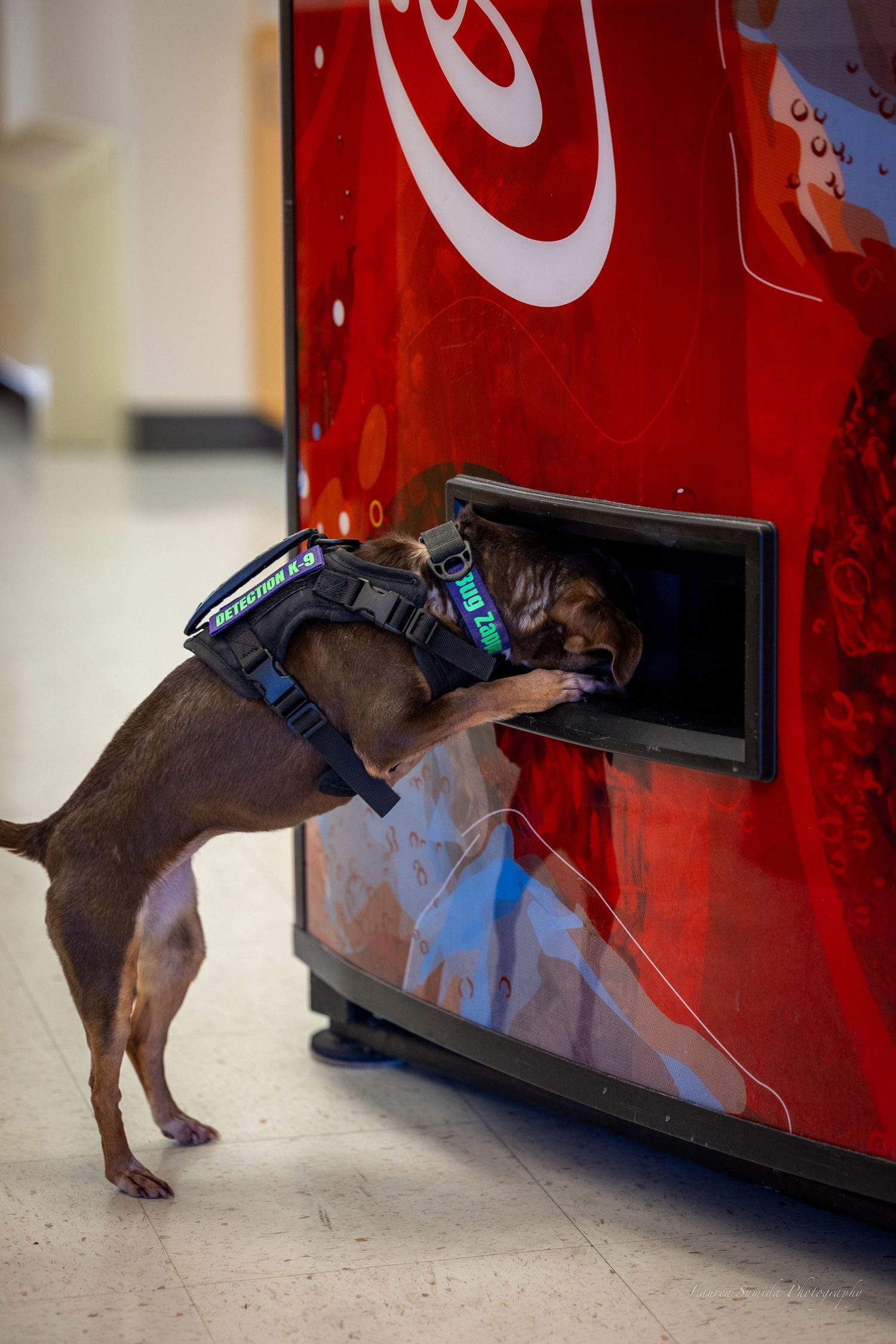 A small dog jumping up to investigate a red Coca-Cola vending machine.