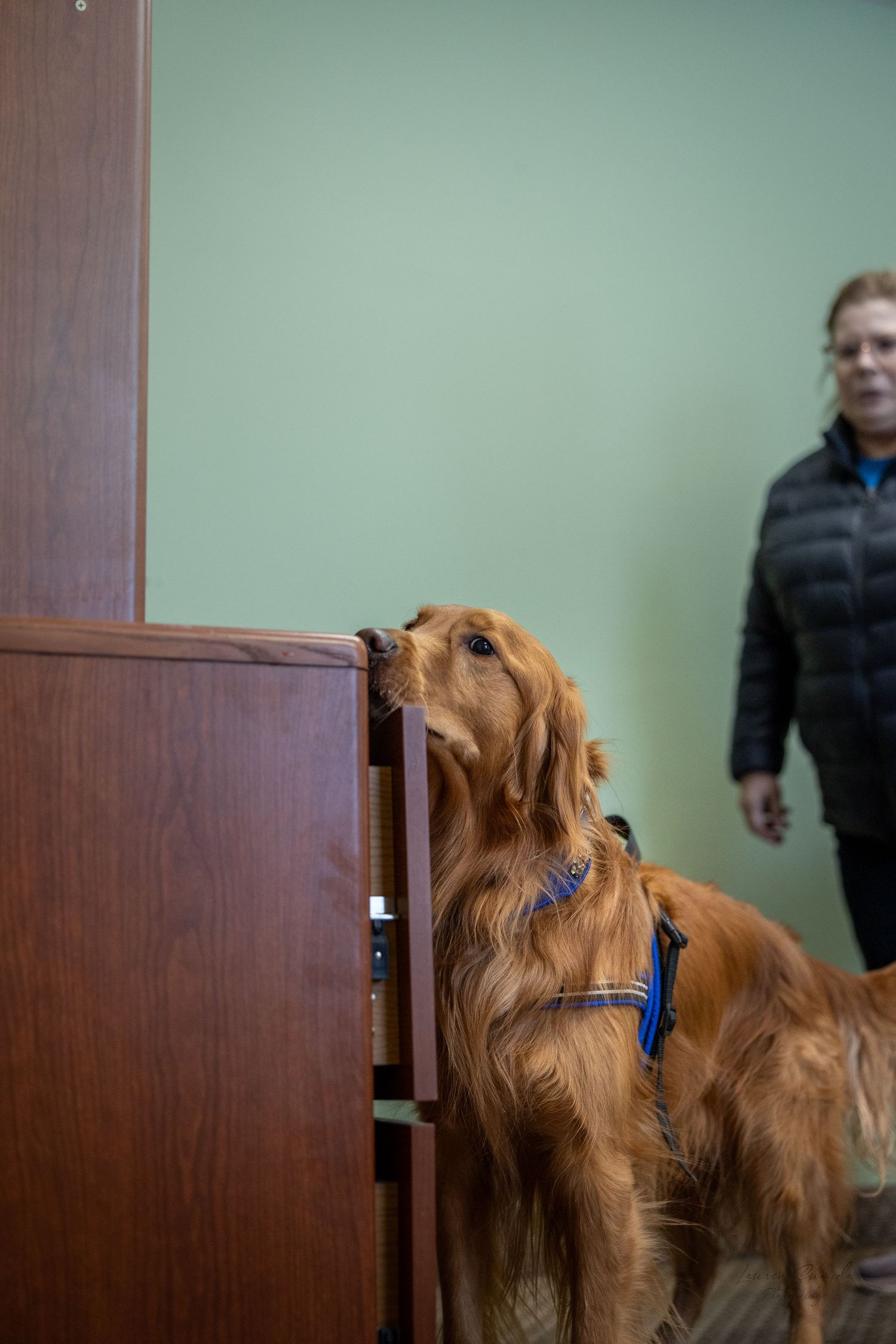 Golden retriever with blue collar standing attentively in training room.