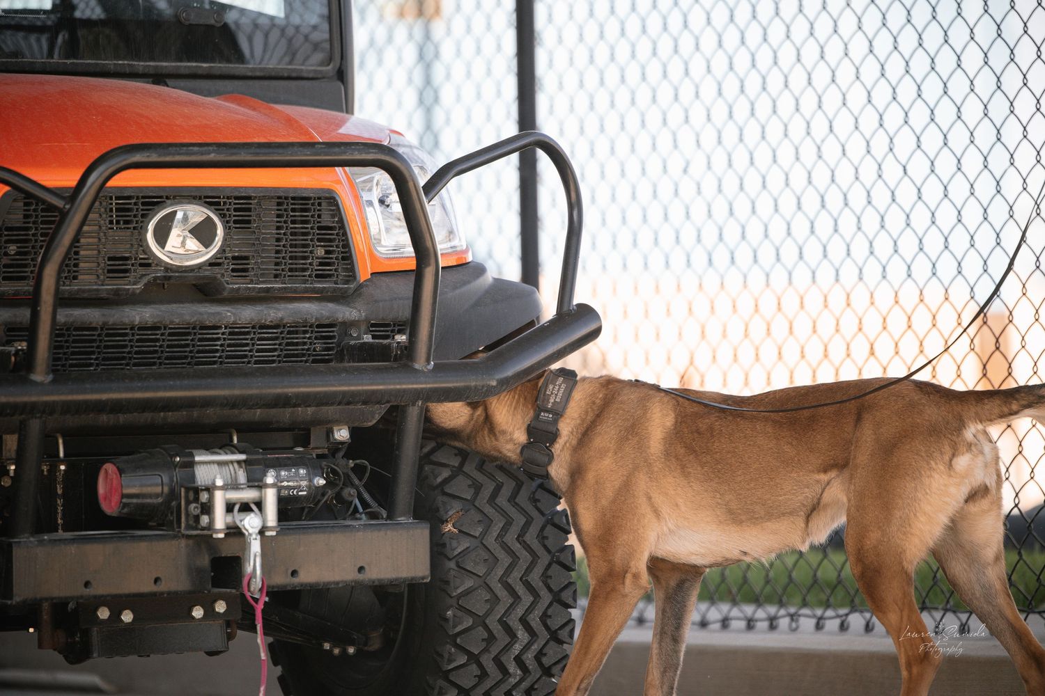 Belgian Malinois dog training near chain link fence and vehicles.