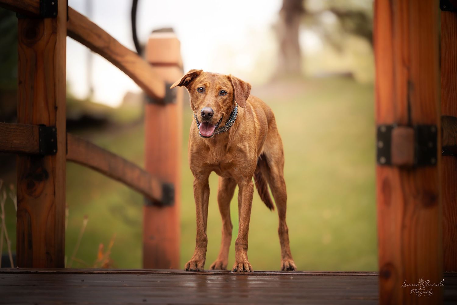 Brown dog stands on wooden bridge platform with soft background lighting.