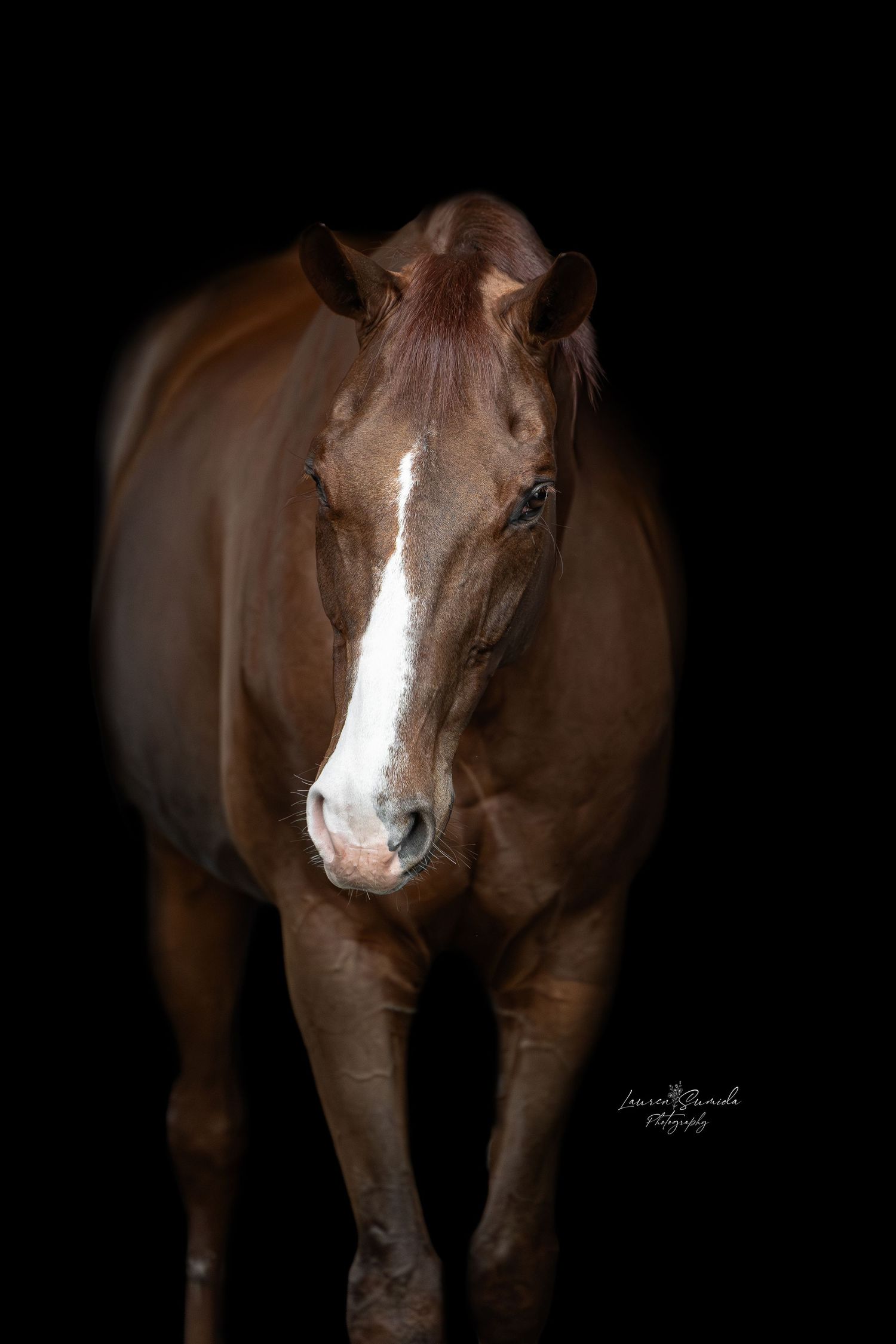 Brown horse with prominent white facial marking photographed in moody lighting.