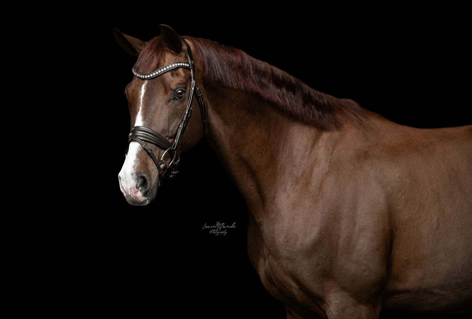 Brown horse with white facial markings photographed in dramatic lighting against dark background.