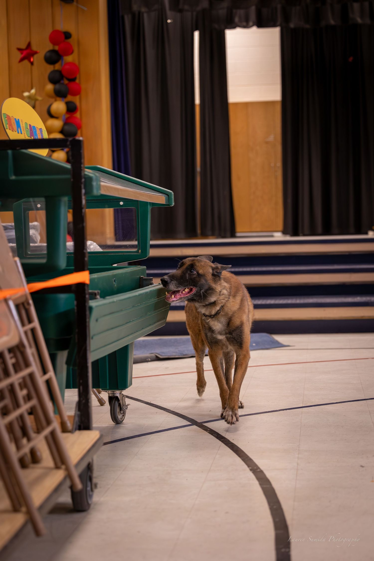 Working dog searches around green equipment during training exercise.