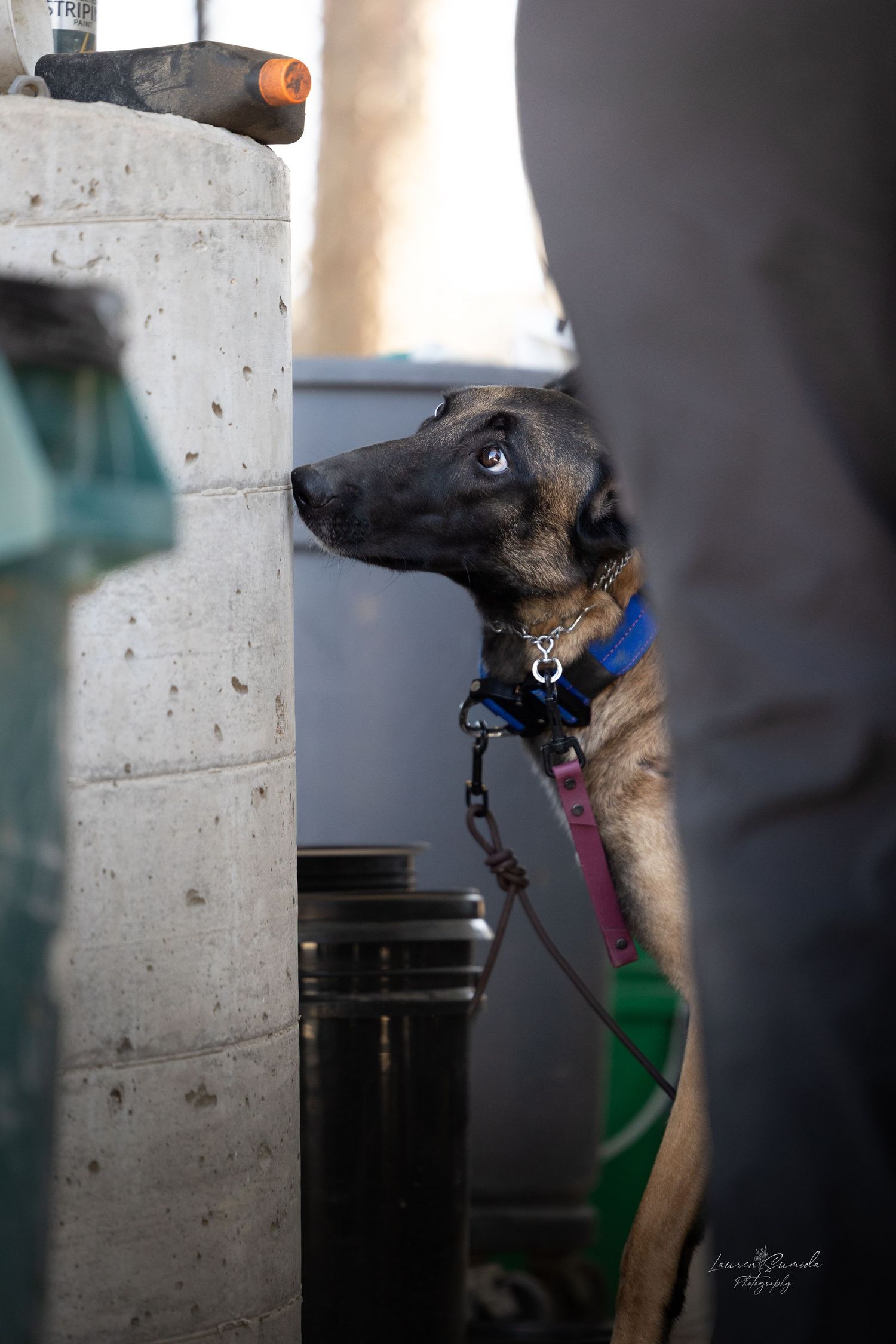 German Shepherd dog looking through concrete pillars with blue collar.