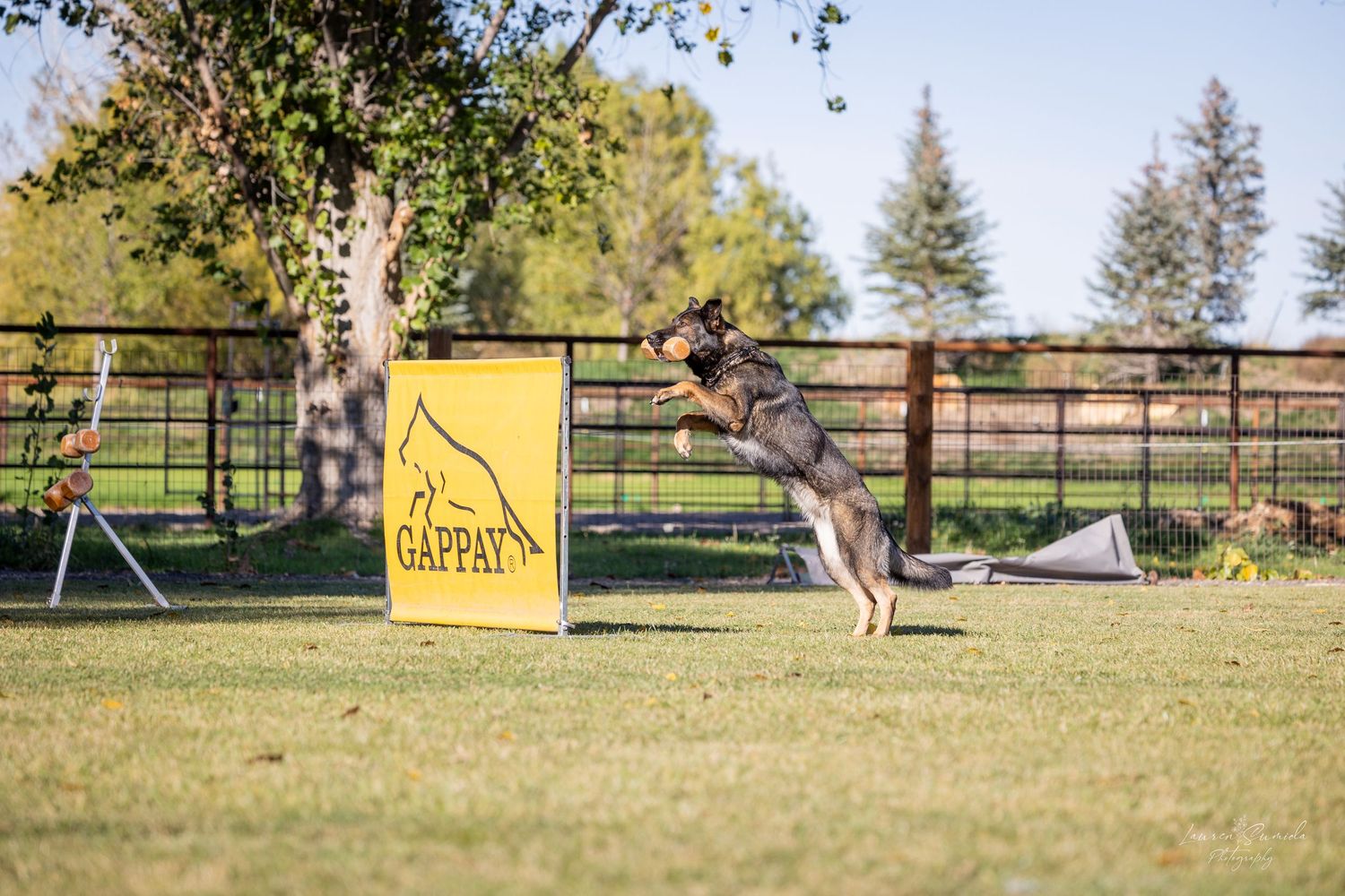 Dog training facility with agility equipment and yellow caution signs.
