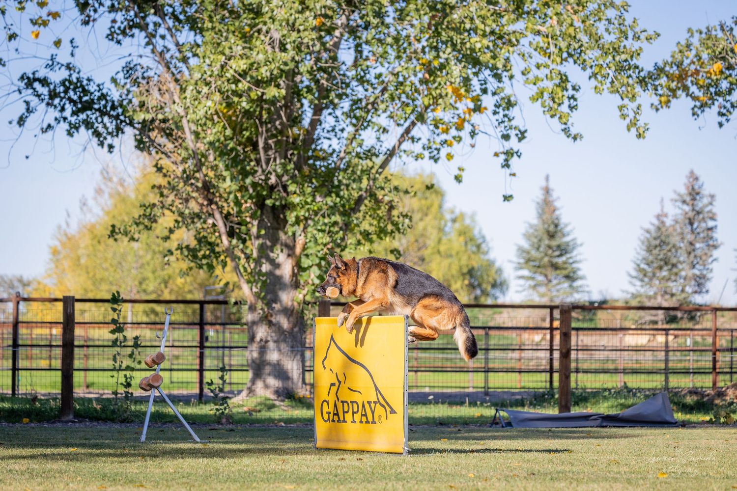 Dog training area with agility equipment set up in an outdoor field on a sunny day.