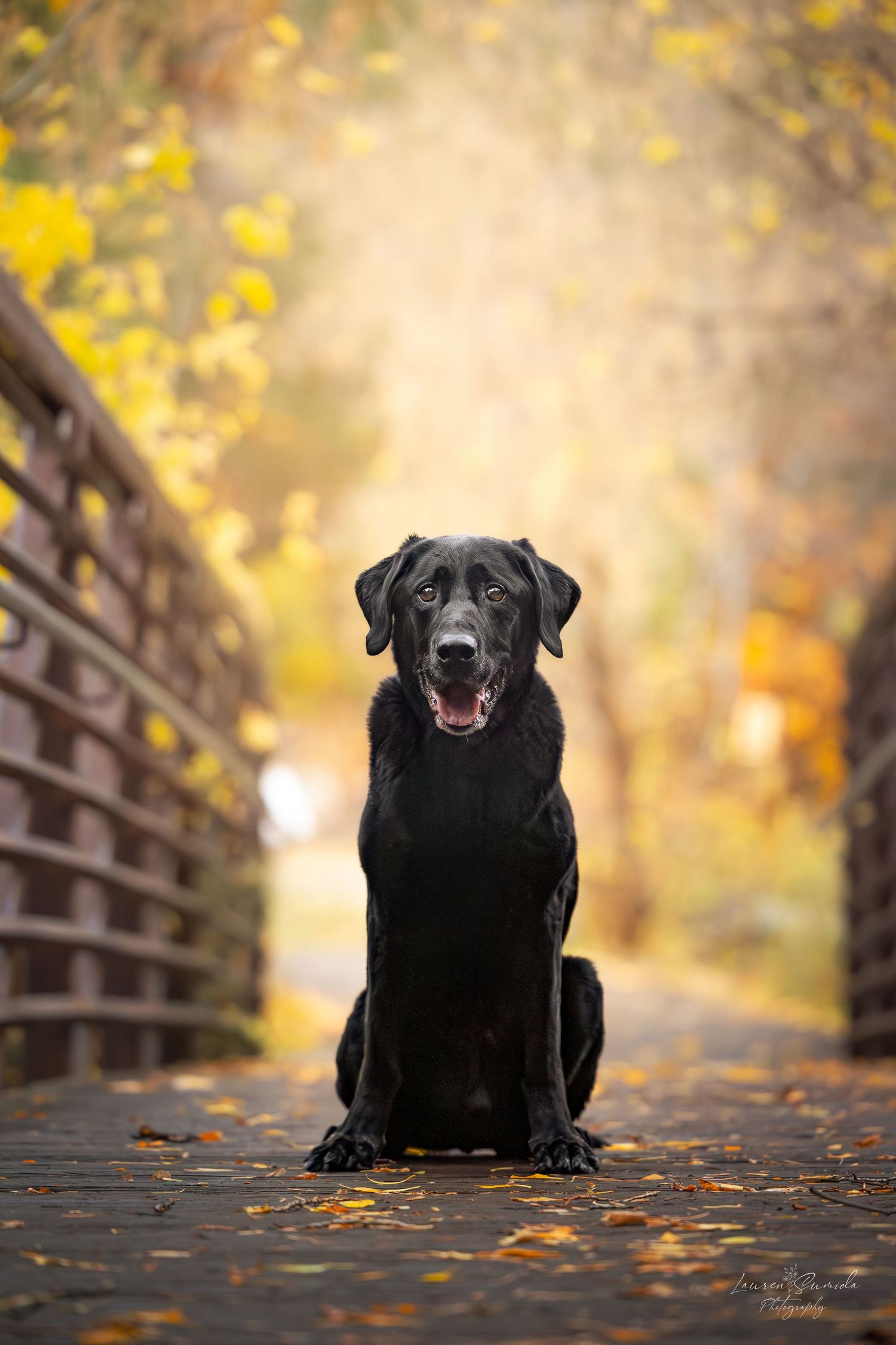 Black Labrador sitting on wooden bridge surrounded by fall leaves.